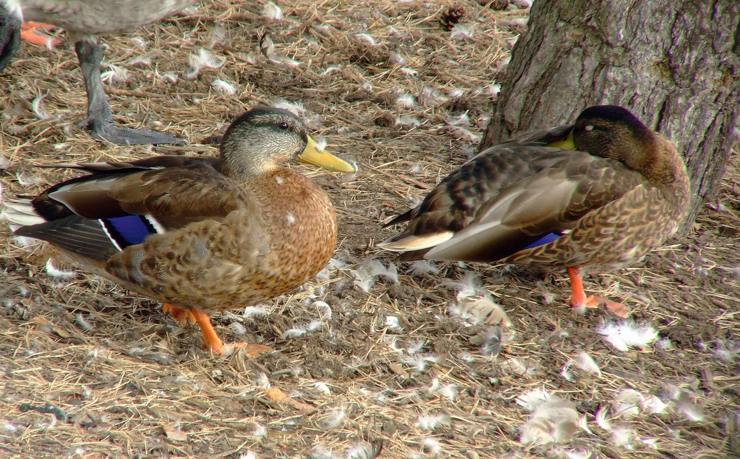 Anas platyrhynchos, bird watching, C and O Canal, Class: Aves, dabbling duck, DC, Dick Maley, display, Duck, Family: Anatidae, Fuji Digital Camera S9600, Genus: Anas, Google Images, Hughes Hollow, Hunting Quarter Road, Kingdom: Animalia, Mallard Duck, Marsh, Maryland, MD, Montgomery County, North America, Order: Anseriformes, photography, Phylum: Chordata, Poolesville, Potomac, Richard Maley, river, Species: A platyrhynchos, Subfamily: Anatinae, USA, Washington, Wetlands