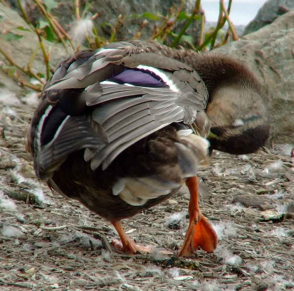 Anas platyrhynchos, bird watching, C and O Canal, Class: Aves, dabbling duck, DC, Dick Maley, display, Duck, Family: Anatidae, Fuji Digital Camera S9600, Genus: Anas, Google Images, Hughes Hollow, Hunting Quarter Road, Kingdom: Animalia, Mallard Duck, Marsh, Maryland, MD, Montgomery County, North America, Order: Anseriformes, photography, Phylum: Chordata, Poolesville, Potomac, Richard Maley, river, Species: A platyrhynchos, Subfamily: Anatinae, USA, Washington, Wetlands