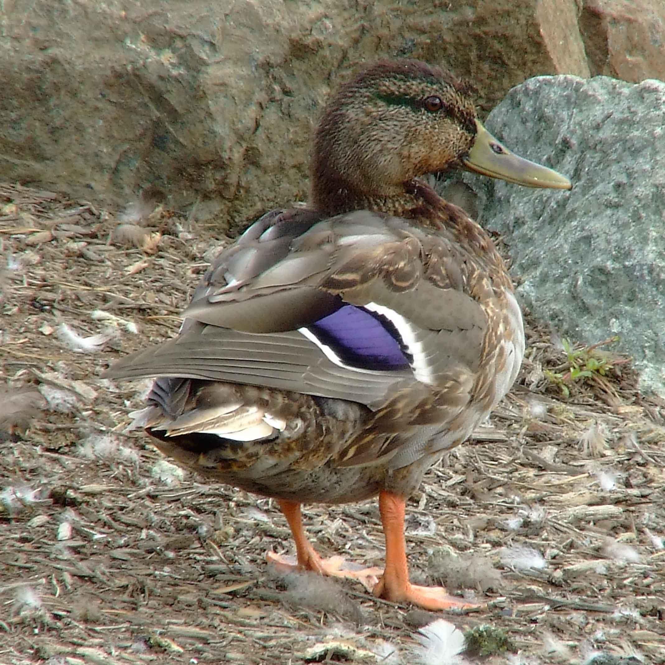 Anas platyrhynchos, bird watching, C and O Canal, Class: Aves, dabbling duck, DC, Dick Maley, display, Duck, Family: Anatidae, Fuji Digital Camera S9600, Genus: Anas, Google Images, Hughes Hollow, Hunting Quarter Road, Kingdom: Animalia, Mallard Duck, Marsh, Maryland, MD, Montgomery County, North America, Order: Anseriformes, photography, Phylum: Chordata, Poolesville, Potomac, Richard Maley, river, Species: A platyrhynchos, Subfamily: Anatinae, USA, Washington, Wetlands