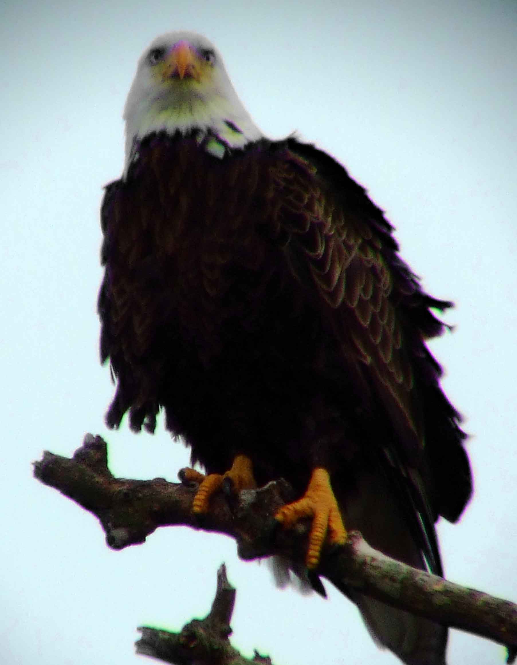 1782, accipiter bird of prey, Accipitridae, Bald Eagle, bird of prey, bird watching, Black Hill Regional Park, Boyds, bright yellow eyes, DC Dick Maley, Endangered Species, feathers, Fuji Digital Camera S9600, Haliaeetus leucocephalus, hiking, largest nest of any North American bird, Maryland, MD, Montgomery County, national bird, nature, nest, North America, official symbol of United States, photography, Potomac Raptor, Richard Maley, talons, Threatened species, USA, Washington, white head, white tail, yellow beak, yellow hooked beak, yellow irises, yellow taloned feet