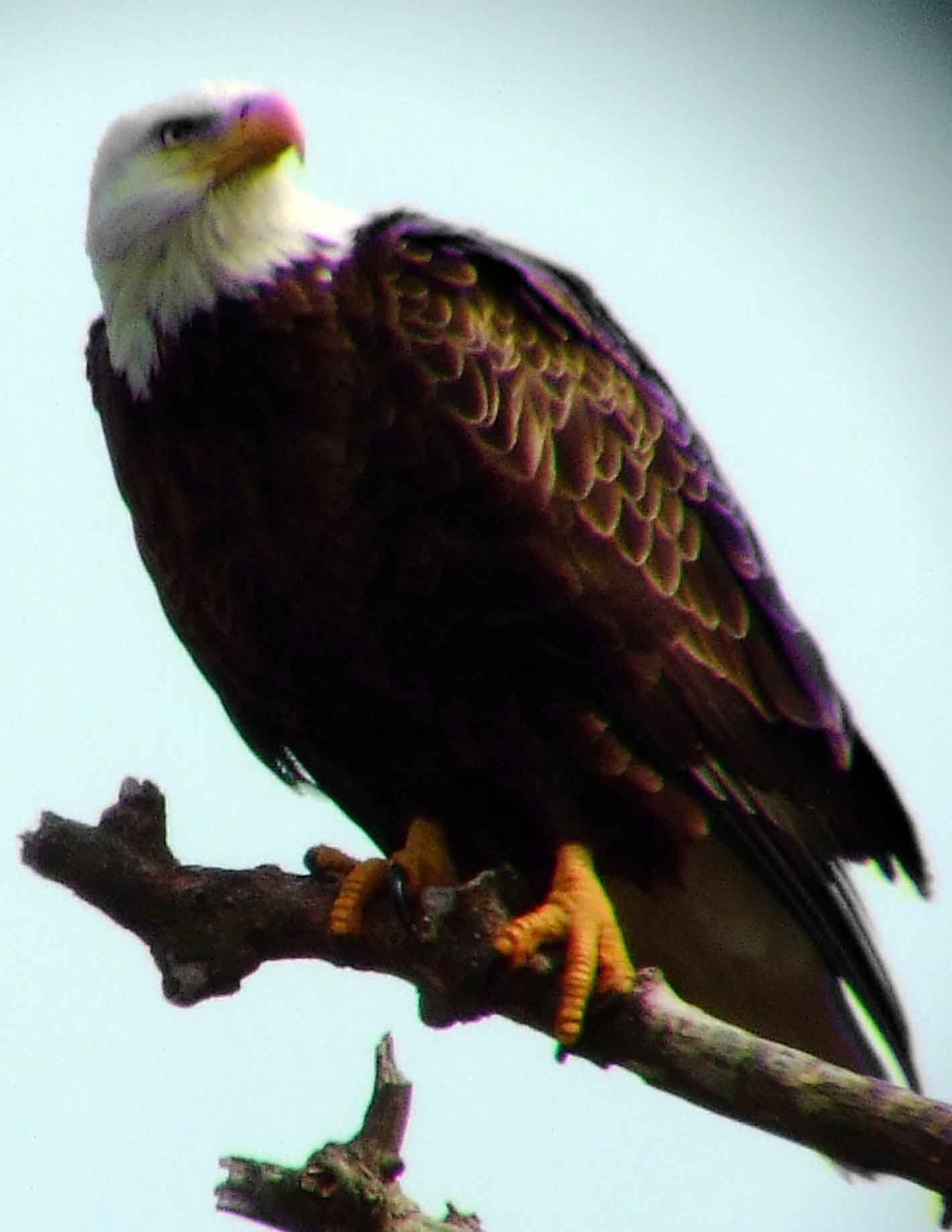 1782, accipiter bird of prey, Accipitridae, Bald Eagle, bird of prey, bird watching, Black Hill Regional Park, Boyds, bright yellow eyes, DC Dick Maley, Endangered Species, feathers, Fuji Digital Camera S9600, Haliaeetus leucocephalus, hiking, largest nest of any North American bird, Maryland, MD, Montgomery County, national bird, nature, nest, North America, official symbol of United States, photography, Potomac Raptor, Richard Maley, talons, Threatened species, USA, Washington, white head, white tail, yellow beak, yellow hooked beak, yellow irises, yellow taloned feet