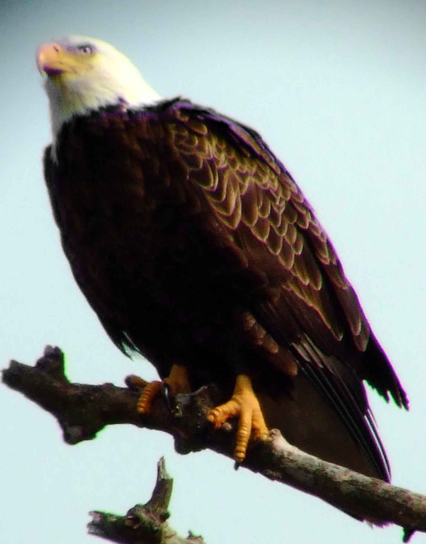 1782, accipiter bird of prey, Accipitridae, Bald Eagle, bird of prey, bird watching, Black Hill Regional Park, Boyds, bright yellow eyes, DC Dick Maley, Endangered Species, feathers, Fuji Digital Camera S9600, Haliaeetus leucocephalus, hiking, largest nest of any North American bird, Maryland, MD, Montgomery County, national bird, nature, nest, North America, official symbol of United States, photography, Potomac Raptor, Richard Maley, talons, Threatened species, USA, Washington, white head, white tail, yellow beak, yellow hooked beak, yellow irises, yellow taloned feet