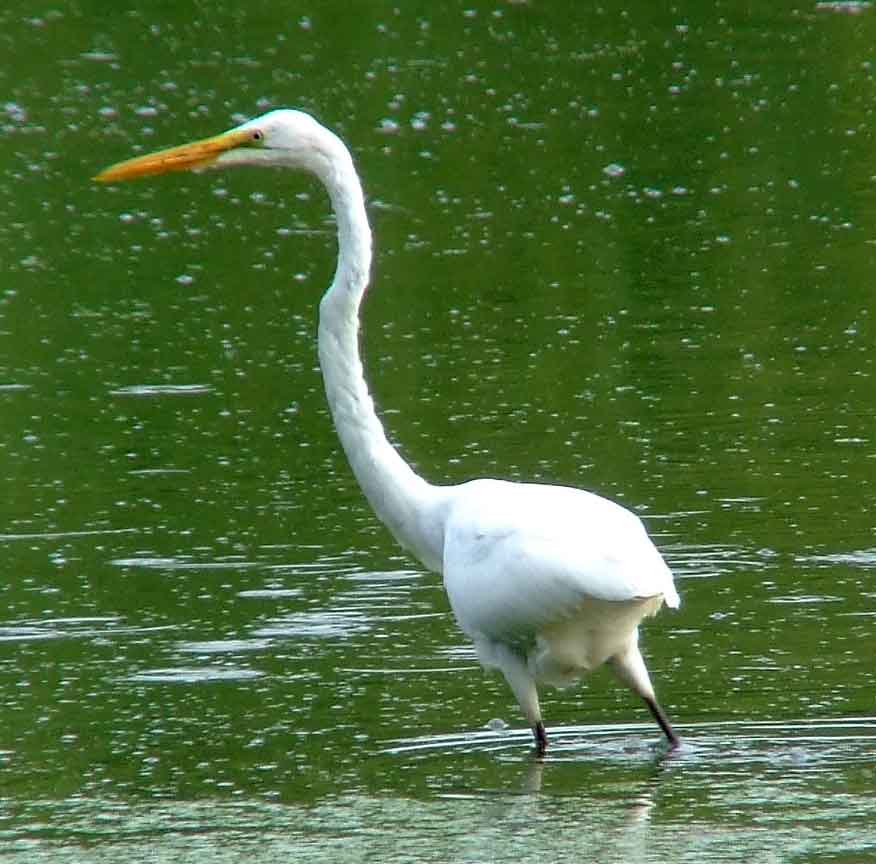 Ardea alba, bird watching, C and O Canal, Camera, Casmerodius albus, Class: Aves, Common Egret, DC, Dick Maley, display, Egretta alba, Family: Ardeidae, fishing, Fuji Digital Camera S9600, Genus: Ardea, Google Images, Great Egret, Great White Egret, hiking, Hughes Hollow, Hunting Quarter Road, Kingdom: Animalia, Ko-tuku, Marsh, Maryland, MD, Montgomery County, nature, North America, Order: Ciconiiformes, photography, Phylum: Chordata, Poolesville, Potomac, Richard Maley, river, Species: A alba, USA, wading egret, Washington, Wetlands, White Heron