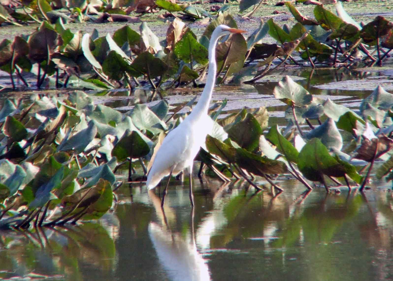 Ardea alba, bird watching, C and O Canal, Camera, Casmerodius albus, Class: Aves, Common Egret, DC, Dick Maley, display, Egretta alba, Family: Ardeidae, fishing, Fuji Digital Camera S9600, Genus: Ardea, Google Images, Great Egret, Great White Egret, hiking, Hughes Hollow, Hunting Quarter Road, Kingdom: Animalia, Ko-tuku, Marsh, Maryland, MD, Montgomery County, nature, North America, Order: Ciconiiformes, photography, Phylum: Chordata, Poolesville, Potomac, Richard Maley, river, Species: A alba, USA, wading egret, Washington, Wetlands, White Heron