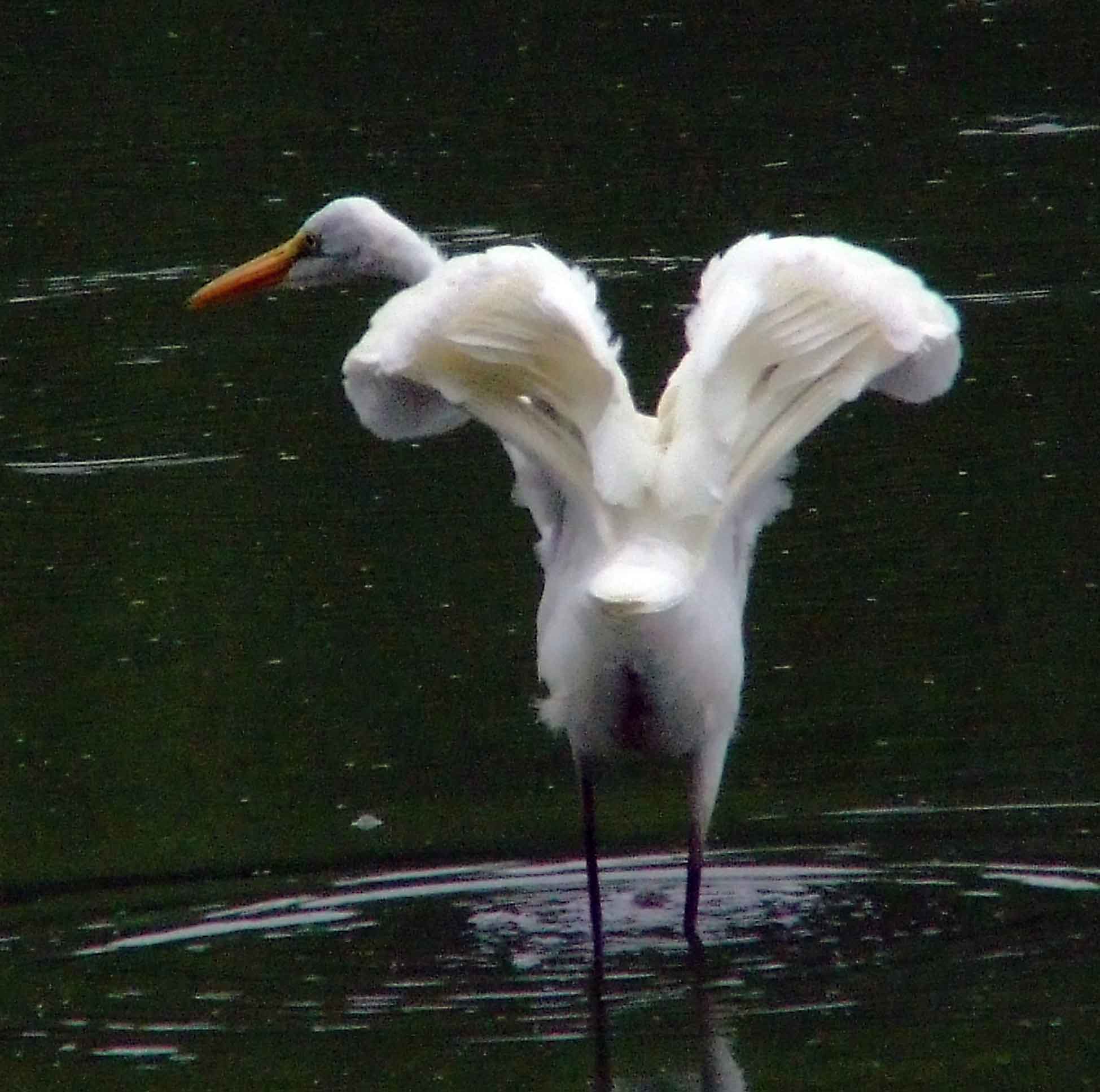 Ardea alba, bird watching, C and O Canal, Camera, Casmerodius albus, Class: Aves, Common Egret, DC, Dick Maley, display, Egretta alba, Family: Ardeidae, fishing, Fuji Digital Camera S9600, Genus: Ardea, Google Images, Great Egret, Great White Egret, hiking, Hughes Hollow, Hunting Quarter Road, Kingdom: Animalia, Ko-tuku, Marsh, Maryland, MD, Montgomery County, nature, North America, Order: Ciconiiformes, photography, Phylum: Chordata, Poolesville, Potomac, Richard Maley, river, Species: A alba, USA, wading egret, Washington, Wetlands, White Heron