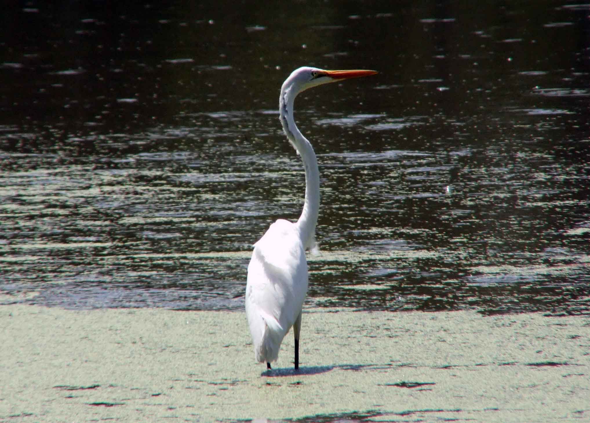 Ardea alba, bird watching, C and O Canal, Camera, Casmerodius albus, Class: Aves, Common Egret, DC, Dick Maley, display, Egretta alba, Family: Ardeidae, fishing, Fuji Digital Camera S9600, Genus: Ardea, Google Images, Great Egret, Great White Egret, hiking, Hughes Hollow, Hunting Quarter Road, Kingdom: Animalia, Ko-tuku, Marsh, Maryland, MD, Montgomery County, nature, North America, Order: Ciconiiformes, photography, Phylum: Chordata, Poolesville, Potomac, Richard Maley, river, Species: A alba, USA, wading egret, Washington, Wetlands, White Heron