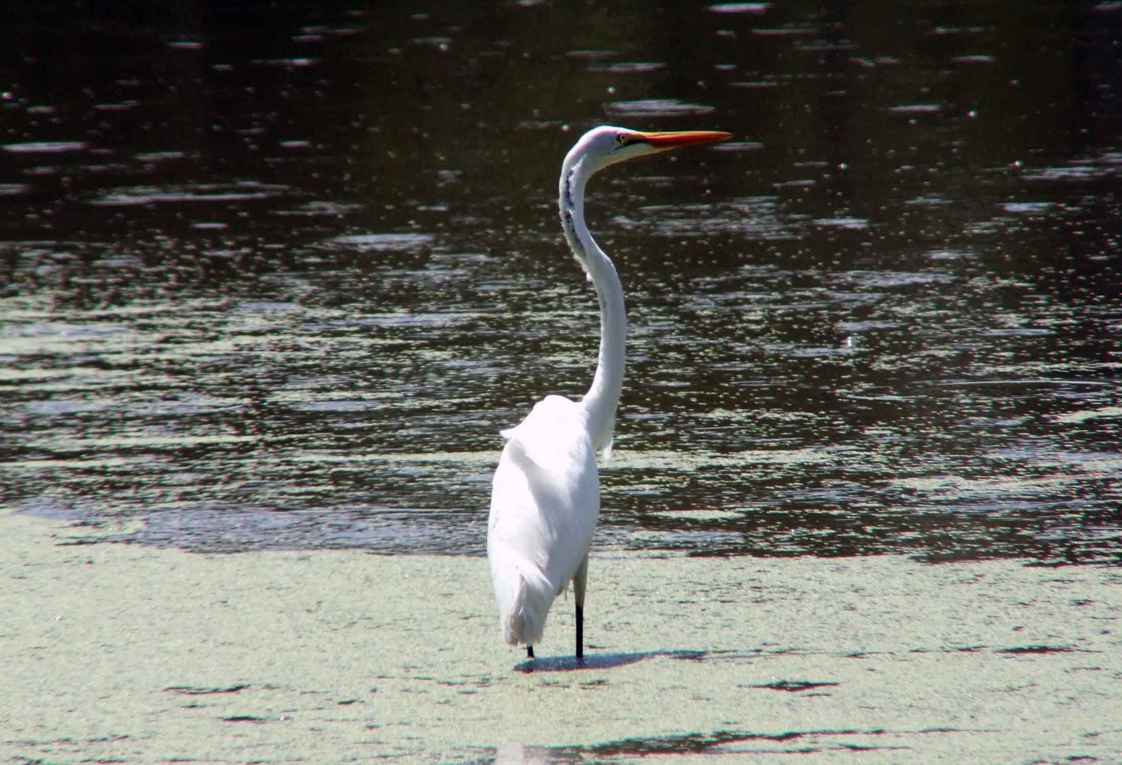 Ardea alba, bird watching, C and O Canal, Camera, Casmerodius albus, Class: Aves, Common Egret, DC, Dick Maley, display, Egretta alba, Family: Ardeidae, fishing, Fuji Digital Camera S9600, Genus: Ardea, Google Images, Great Egret, Great White Egret, hiking, Hughes Hollow, Hunting Quarter Road, Kingdom: Animalia, Ko-tuku, Marsh, Maryland, MD, Montgomery County, nature, North America, Order: Ciconiiformes, photography, Phylum: Chordata, Poolesville, Potomac, Richard Maley, river, Species: A alba, USA, wading egret, Washington, Wetlands, White Heron