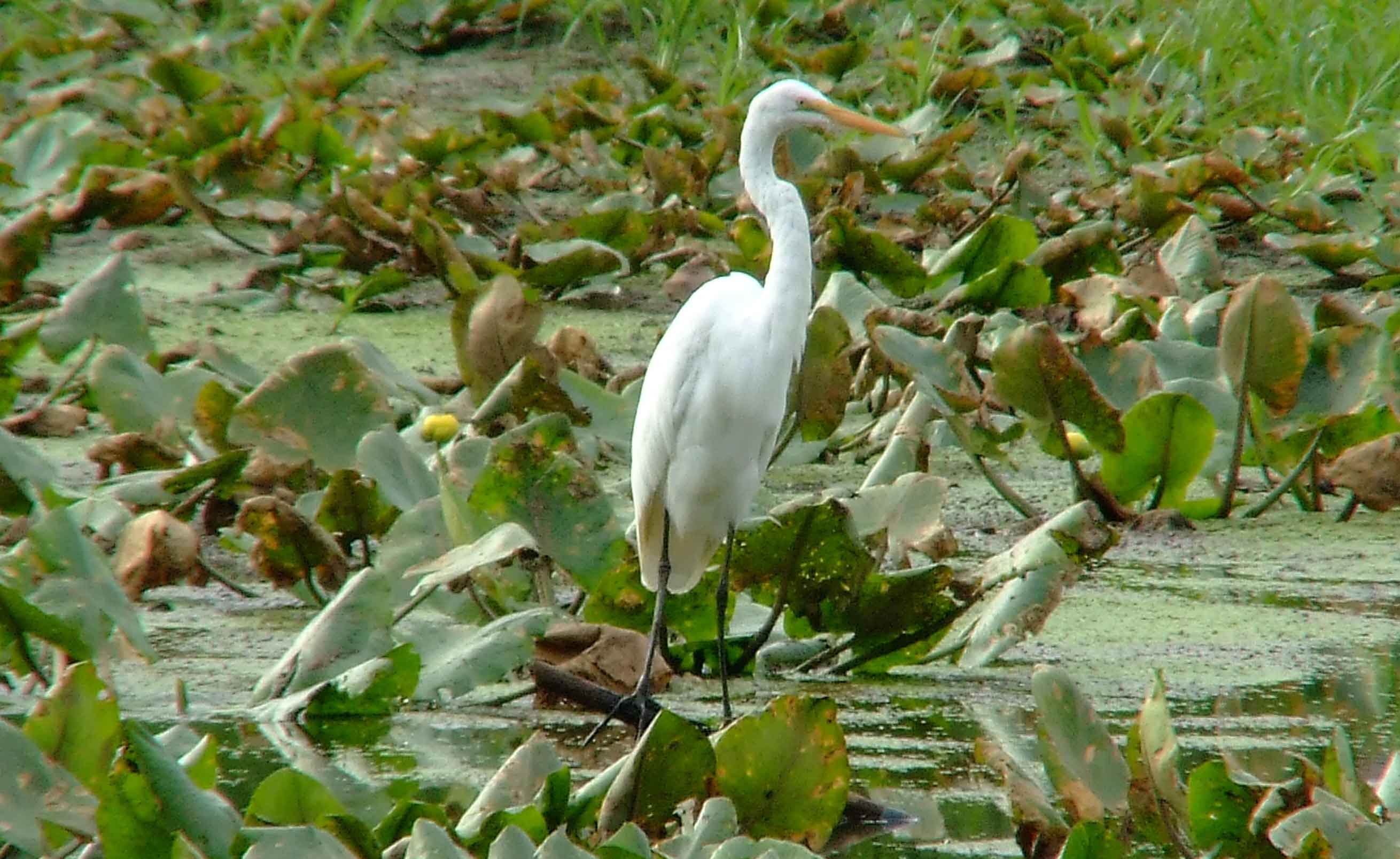 Ardea alba, bird watching, C and O Canal, Camera, Casmerodius albus, Class: Aves, Common Egret, DC, Dick Maley, display, Egretta alba, Family: Ardeidae, fishing, Fuji Digital Camera S9600, Genus: Ardea, Google Images, Great Egret, Great White Egret, hiking, Hughes Hollow, Hunting Quarter Road, Kingdom: Animalia, Ko-tuku, Marsh, Maryland, MD, Montgomery County, nature, North America, Order: Ciconiiformes, photography, Phylum: Chordata, Poolesville, Potomac, Richard Maley, river, Species: A alba, USA, wading egret, Washington, Wetlands, White Heron