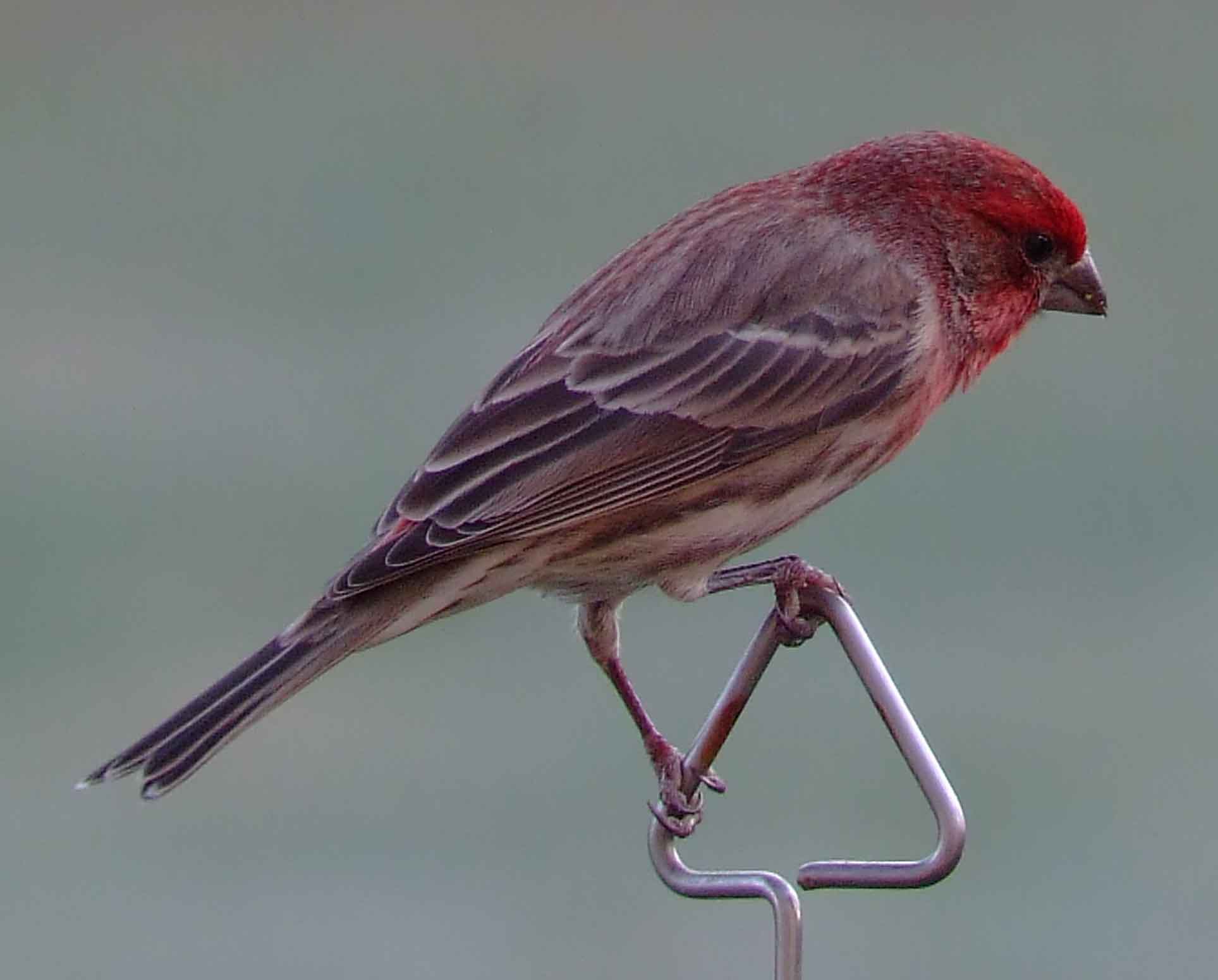 binoculars, bird watching, C and O Canal, C&O Canal, camera, Carpodacus mexicanus, Class:Aves, DC, Dick Maley, digiscoping, display, Family: Fringillidae, focus, Fuji Digital Camera S9600, Genus: Carpodacus, Google Images, House Finch, Hughes Hollow, Hunting Quarter Road, in focus, Kingdom: Animalia, Kingdom:Animalia, Marsh, Maryland, mating, MD, Montgomery County, North America, Order: Passeriformes, photography, photoshop, Phylum: Chordata, Poolesville, Potomac, Potomac Maryland, refractor, resolution, Richard Maley, ritual, river, Rosefinch, sharp, Species: C mexicanus, telephoto, telescope, USA, Washington, Wetlands