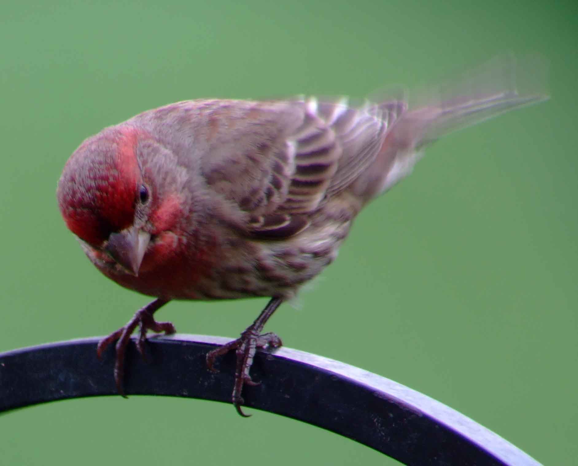 binoculars, bird watching, C and O Canal, C&O Canal, camera, Carpodacus mexicanus, Class:Aves, DC, Dick Maley, digiscoping, display, Family: Fringillidae, focus, Fuji Digital Camera S9600, Genus: Carpodacus, Google Images, House Finch, Hughes Hollow, Hunting Quarter Road, in focus, Kingdom: Animalia, Kingdom:Animalia, Marsh, Maryland, mating, MD, Montgomery County, North America, Order: Passeriformes, photography, photoshop, Phylum: Chordata, Poolesville, Potomac, Potomac Maryland, refractor, resolution, Richard Maley, ritual, river, Rosefinch, sharp, Species: C mexicanus, telephoto, telescope, USA, Washington, Wetlands