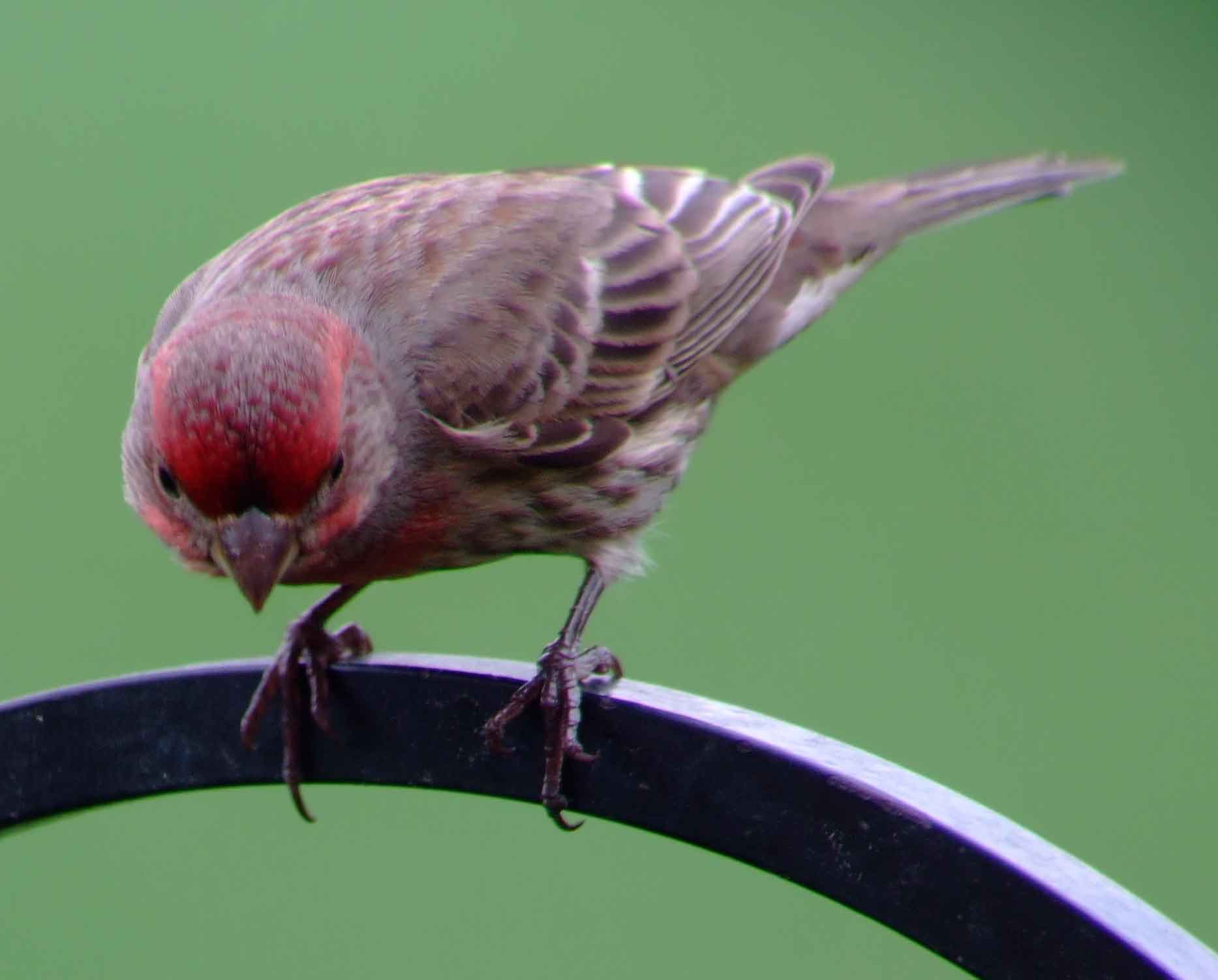 binoculars, bird watching, C and O Canal, C&O Canal, camera, Carpodacus mexicanus, Class:Aves, DC, Dick Maley, digiscoping, display, Family: Fringillidae, focus, Fuji Digital Camera S9600, Genus: Carpodacus, Google Images, House Finch, Hughes Hollow, Hunting Quarter Road, in focus, Kingdom: Animalia, Kingdom:Animalia, Marsh, Maryland, mating, MD, Montgomery County, North America, Order: Passeriformes, photography, photoshop, Phylum: Chordata, Poolesville, Potomac, Potomac Maryland, refractor, resolution, Richard Maley, ritual, river, Rosefinch, sharp, Species: C mexicanus, telephoto, telescope, USA, Washington, Wetlands