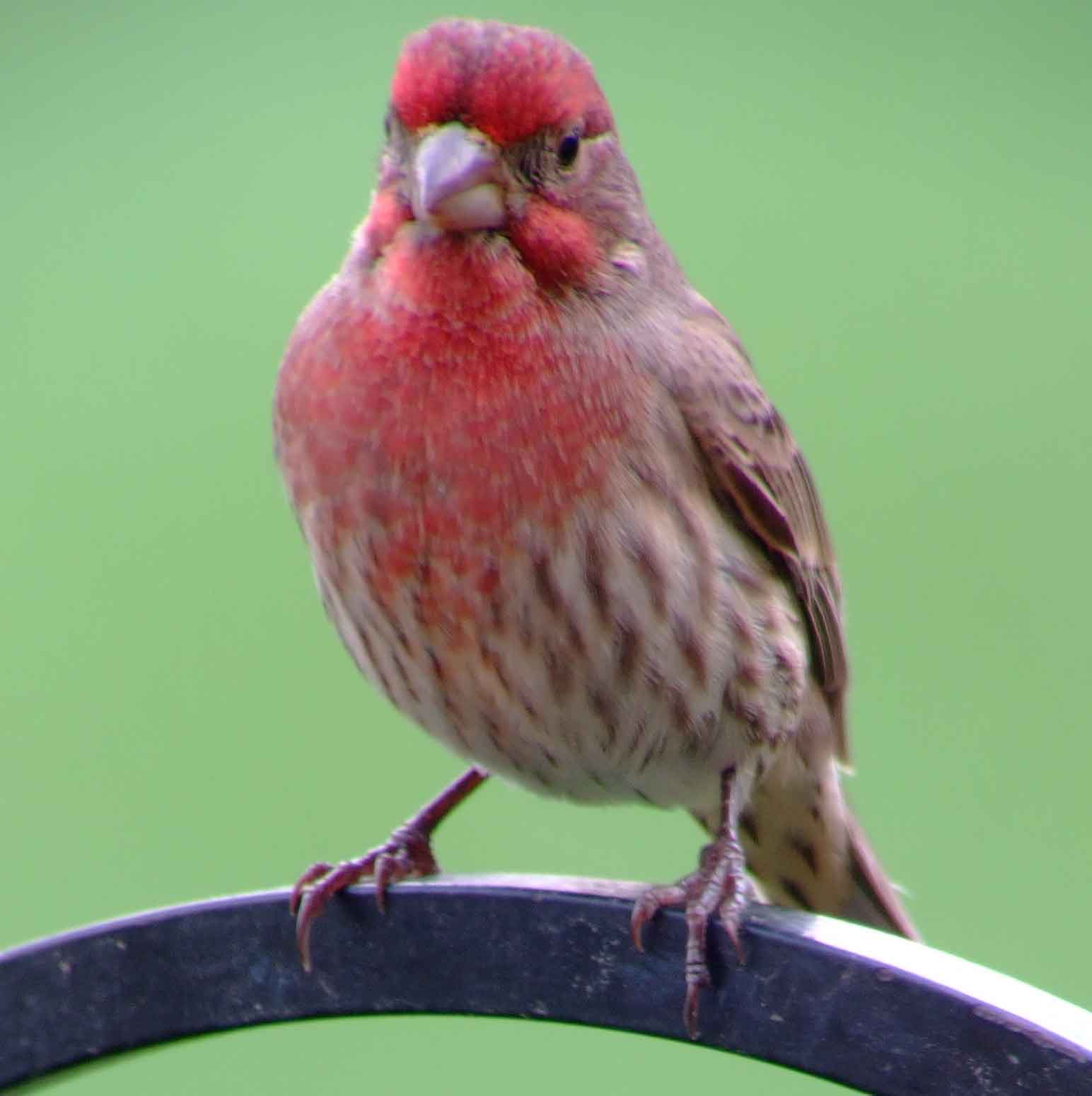 binoculars, bird watching, C and O Canal, C&O Canal, camera, Carpodacus mexicanus, Class:Aves, DC, Dick Maley, digiscoping, display, Family: Fringillidae, focus, Fuji Digital Camera S9600, Genus: Carpodacus, Google Images, House Finch, Hughes Hollow, Hunting Quarter Road, in focus, Kingdom: Animalia, Kingdom:Animalia, Marsh, Maryland, mating, MD, Montgomery County, North America, Order: Passeriformes, photography, photoshop, Phylum: Chordata, Poolesville, Potomac, Potomac Maryland, refractor, resolution, Richard Maley, ritual, river, Rosefinch, sharp, Species: C mexicanus, telephoto, telescope, USA, Washington, Wetlands