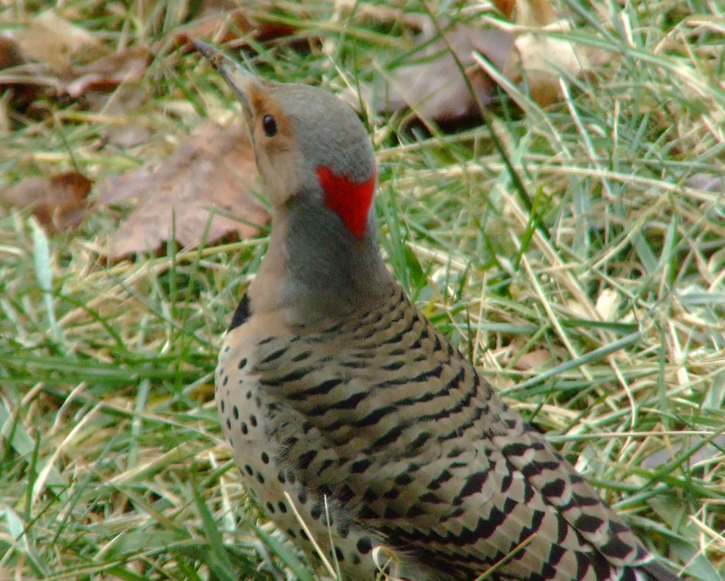 bird watching, C and O Canal, Class: Aves, Colaptes auratus, DC, Dick Maley, display, Family: Picidae, Fuji Digital Camera S9600, Genus: Colaptes, Google Images, Hughes Hollow, Hunting Quarter Road, Kingdom: Animalia, Marsh, Maryland, MD, Montgomery County, North America, Northern Flicker, Order: Piciformes, photography, Phylum: Chordata, Poolesville, Potomac, Richard Maley, river, Species: C auratus, USA, Washington, Wetlands, woodpecker