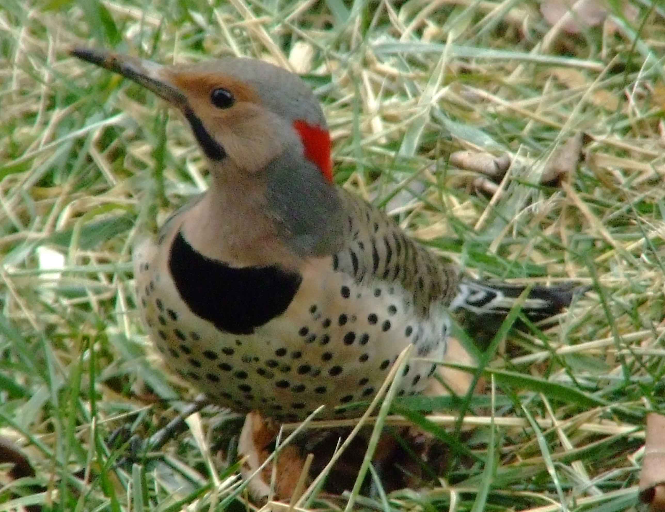 bird watching, C and O Canal, Class: Aves, Colaptes auratus, DC, Dick Maley, display, Family: Picidae, Fuji Digital Camera S9600, Genus: Colaptes, Google Images, Hughes Hollow, Hunting Quarter Road, Kingdom: Animalia, Marsh, Maryland, MD, Montgomery County, North America, Northern Flicker, Order: Piciformes, photography, Phylum: Chordata, Poolesville, Potomac, Richard Maley, river, Species: C auratus, USA, Washington, Wetlands, woodpecker