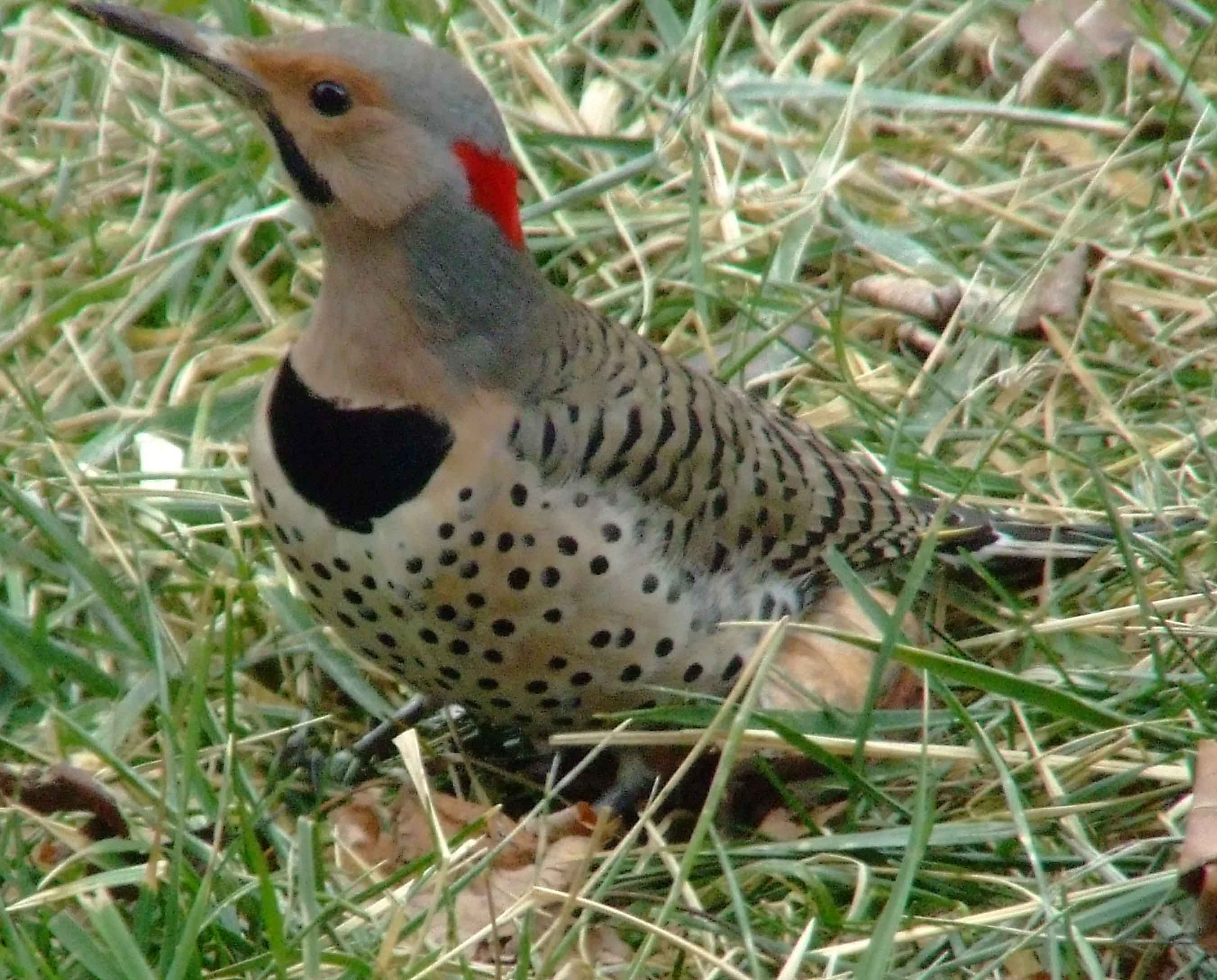 bird watching, C and O Canal, Class: Aves, Colaptes auratus, DC, Dick Maley, display, Family: Picidae, Fuji Digital Camera S9600, Genus: Colaptes, Google Images, Hughes Hollow, Hunting Quarter Road, Kingdom: Animalia, Marsh, Maryland, MD, Montgomery County, North America, Northern Flicker, Order: Piciformes, photography, Phylum: Chordata, Poolesville, Potomac, Richard Maley, river, Species: C auratus, USA, Washington, Wetlands, woodpecker