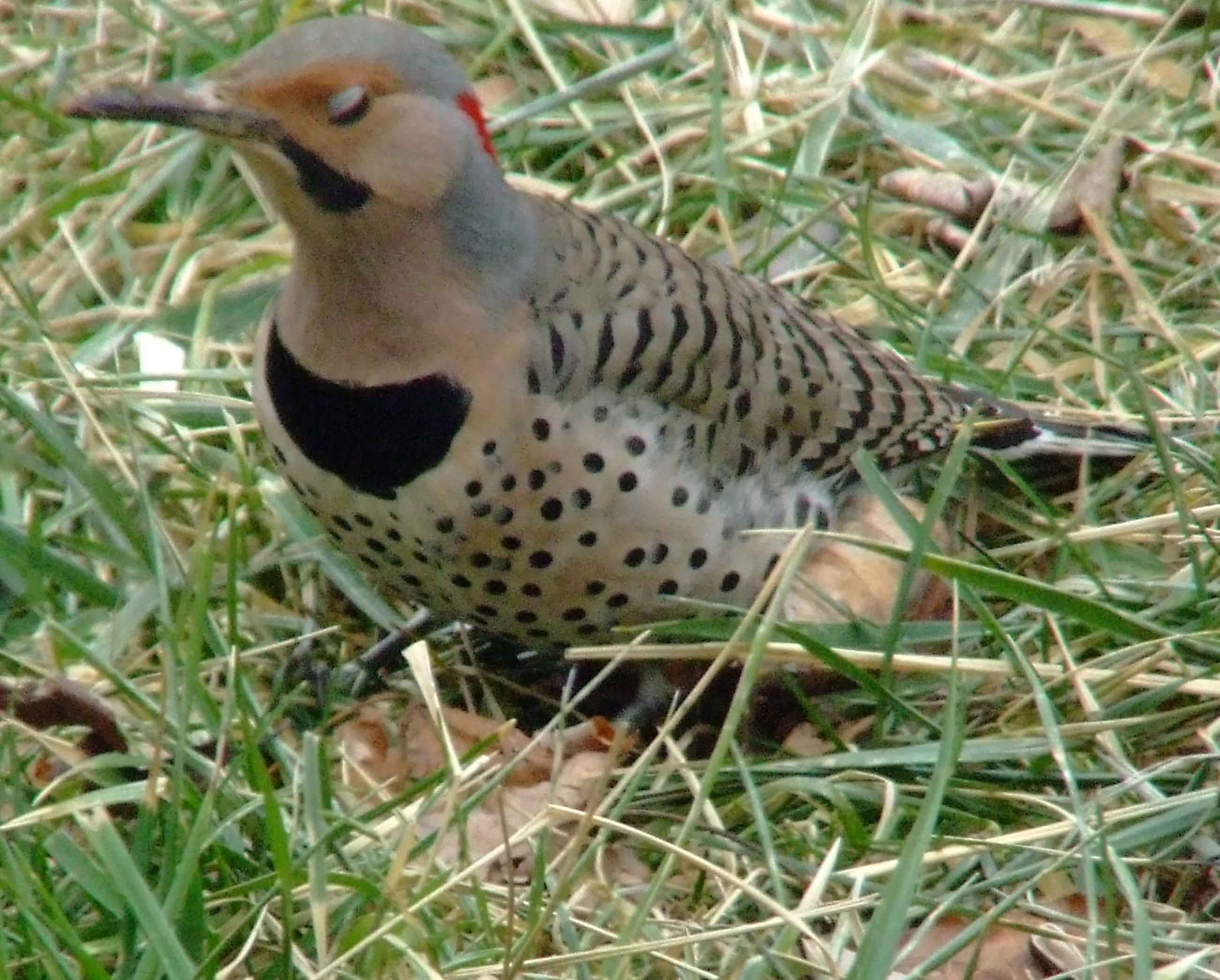 bird watching, C and O Canal, Class: Aves, Colaptes auratus, DC, Dick Maley, display, Family: Picidae, Fuji Digital Camera S9600, Genus: Colaptes, Google Images, Hughes Hollow, Hunting Quarter Road, Kingdom: Animalia, Marsh, Maryland, MD, Montgomery County, North America, Northern Flicker, Order: Piciformes, photography, Phylum: Chordata, Poolesville, Potomac, Richard Maley, river, Species: C auratus, USA, Washington, Wetlands, woodpecker