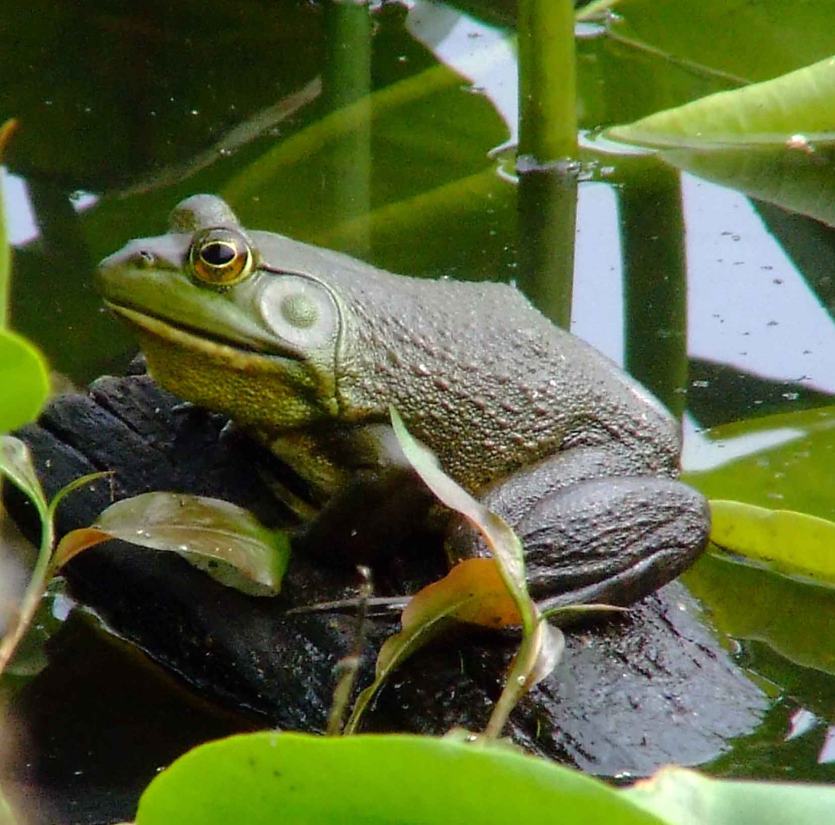 bird watching, C and O Canal, DC, Dick Maley, display, fishing, Frogs, Fuji Digital Camera S9600, Google Images, green, hiking, Hughes Hollow, Hunting Quarter Road, Marsh, Maryland, MD, Montgomery County, nature, North America, photography, Poolesville, Potomac, Richard Maley, river, USA, Washington, Wetlands