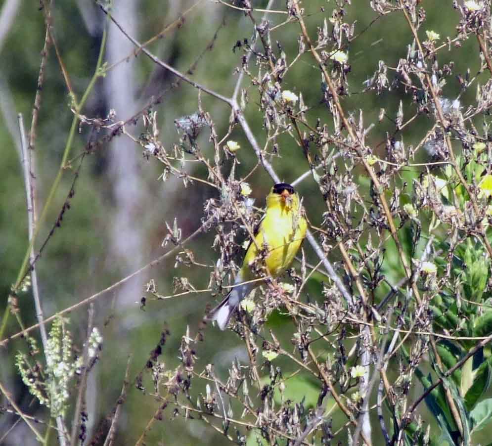 binoculars, bird watching, C&O Canal, camera, Class:Aves, DC, Dick Maley, digiscoping, display, focus, Fuji Digital Camera S9600, goldfinch, hiking, Hughes Hollow, Hunting Quarter Road, in focus, Marsh, Maryland, mating, MD, Montgomery County, nature, North America, photography, photoshop, Poolesville, Potomac, Potomac Maryland, refractor, resolution, Richard Maley, ritual, river, sharp, telephoto, telescope, USA, Washington, Wetlands