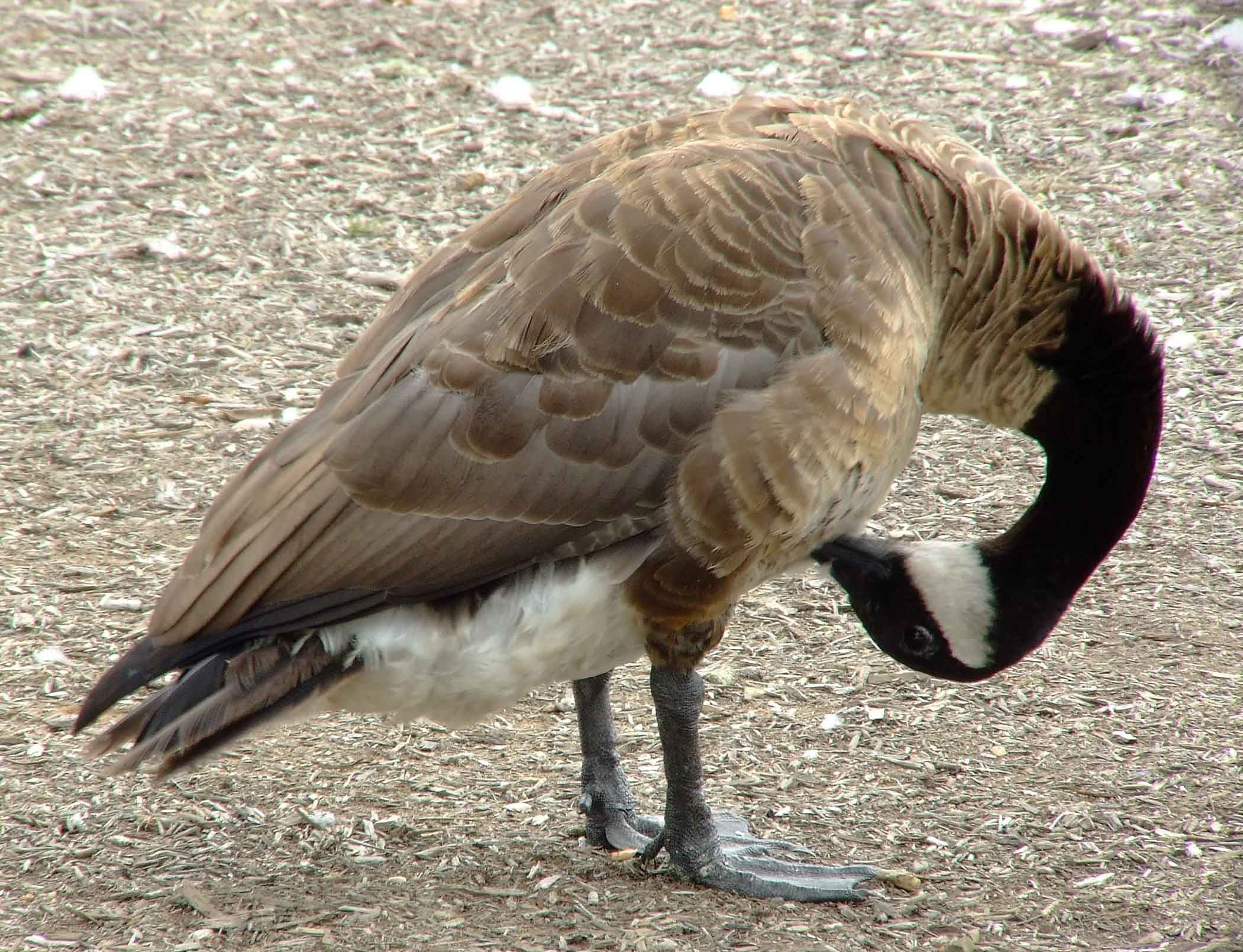 bird watching, C and O Canal, DC, Dick Maley, display, Fuji Digital Camera S9600, Hughes Hollow, Hunting Quarter Road, Marsh, Maryland, MD, Montgomery County, North America, photography, Poolesville, Potomac, Richard Maley, river, USA, Washington, Wetlands, Google Images, Canada Goose