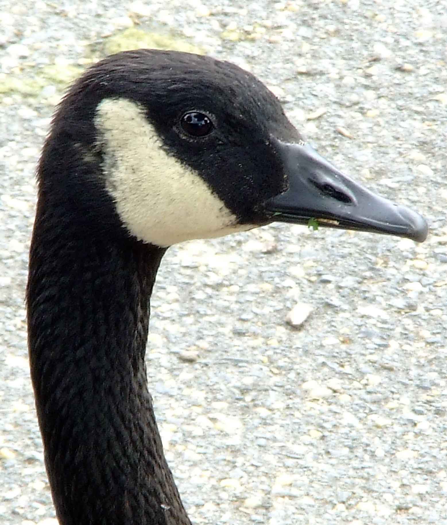 bird watching, C and O Canal, DC, Dick Maley, display, Fuji Digital Camera S9600, Hughes Hollow, Hunting Quarter Road, Marsh, Maryland, MD, Montgomery County, North America, photography, Poolesville, Potomac, Richard Maley, river, USA, Washington, Wetlands, Google Images, Canada Goose