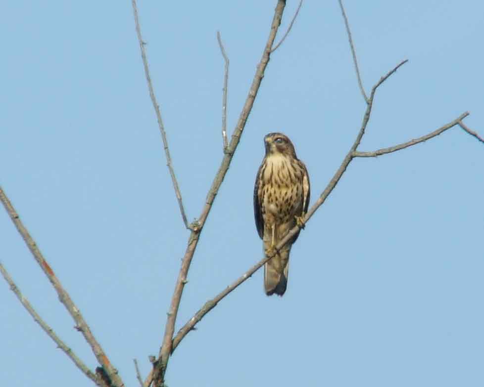 bird watching, C and O Canal, DC, Dick Maley, display, Fuji Digital Camera S9600, Hughes Hollow, Hunting Quarter Road, Marsh, Maryland, MD, Montgomery County, North America, photography, Poolesville, Potomac, Richard Maley, river, USA, Washington, Wetlands, Google Images, Red-shouldered Hawk, Buteo lineatus, Kingdom: Animalia, Phylum: Chordata, Class: Aves, Order: Falconiformes, Family: Accipitridae, Subfamily: Accipitrinae, Genus: Buteo, Species: B lineatus