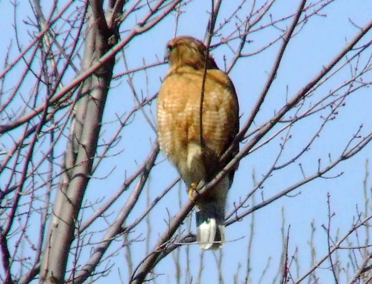 bird watching, C and O Canal, DC, Dick Maley, display, Fuji Digital Camera S9600, Hughes Hollow, Hunting Quarter Road, Marsh, Maryland, MD, Montgomery County, North America, photography, Poolesville, Potomac, Richard Maley, river, USA, Washington, Wetlands, Google Images, Red-shouldered Hawk, Buteo lineatus, Kingdom: Animalia, Phylum: Chordata, Class: Aves, Order: Falconiformes, Family: Accipitridae, Subfamily: Accipitrinae, Genus: Buteo, Species: B lineatus