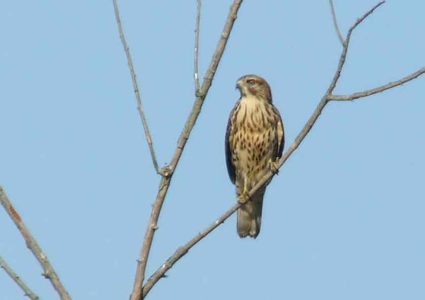 bird watching, C and O Canal, DC, Dick Maley, display, Fuji Digital Camera S9600, Hughes Hollow, Hunting Quarter Road, Marsh, Maryland, MD, Montgomery County, North America, photography, Poolesville, Potomac, Richard Maley, river, USA, Washington, Wetlands, Google Images, Red-shouldered Hawk, Buteo lineatus, Kingdom: Animalia, Phylum: Chordata, Class: Aves, Order: Falconiformes, Family: Accipitridae, Subfamily: Accipitrinae, Genus: Buteo, Species: B lineatus