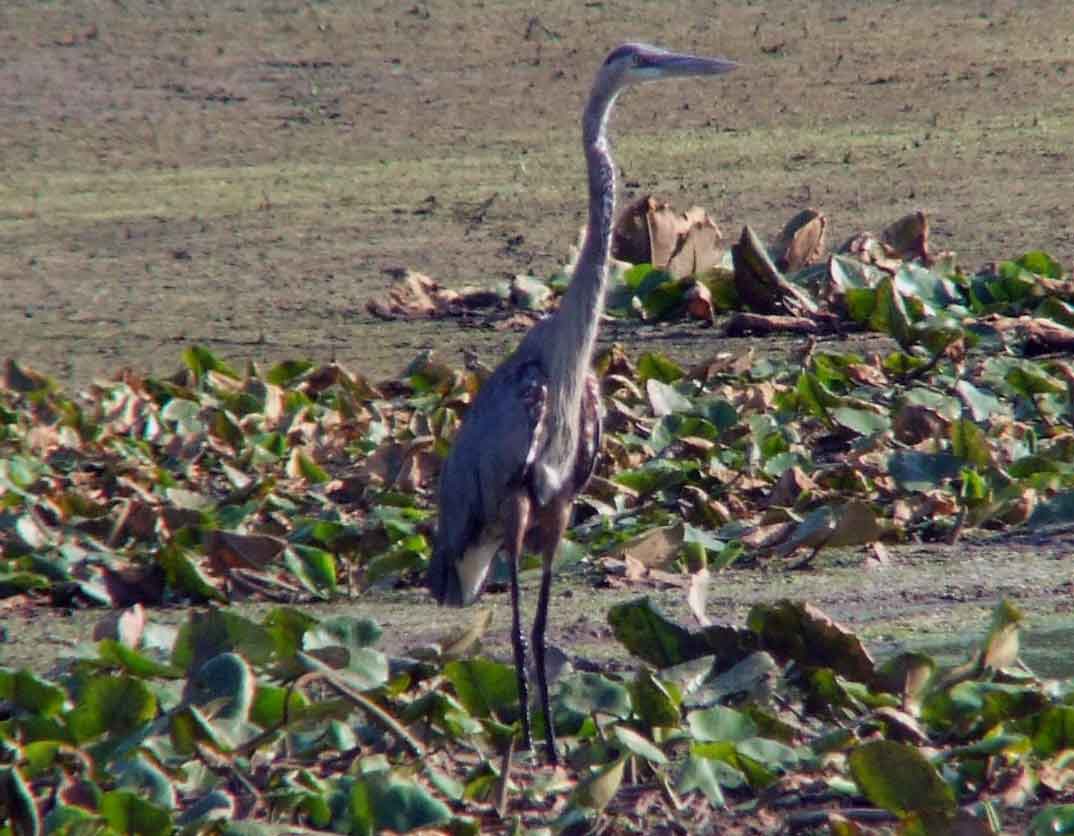 bird watching, C and O Canal, DC, Dick Maley, display, Fuji Digital Camera S9600, Hughes Hollow, Hunting Quarter Road, Marsh, Maryland, MD, Montgomery County, North America, photography, Poolesville, Potomac, Richard Maley, river, USA, Washington, Wetlands, Google Images, Ardea herodias, Great Blue Heron, Kingdom: Animalia, Phylum: Chordata, Class: Aves, Order: Ciconiiformes, Family: Ardeidae, Genus: Ardea, Species: A herodias