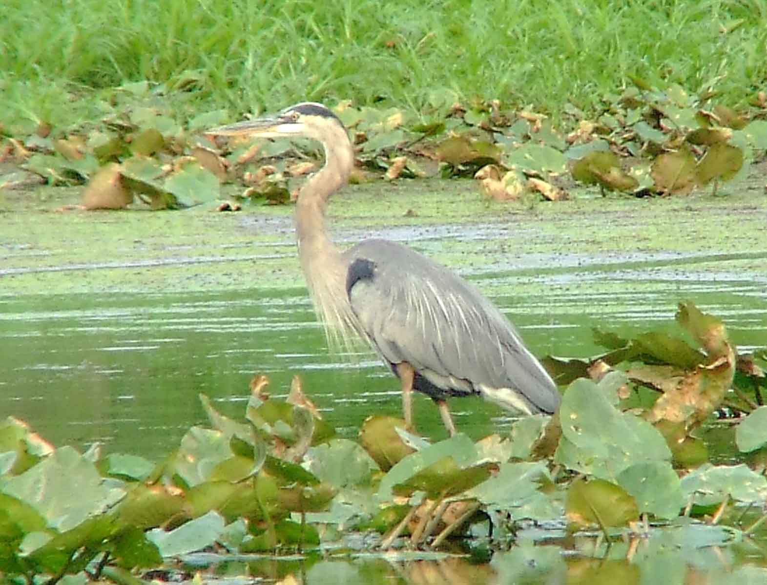 bird watching, C and O Canal, DC, Dick Maley, display, Fuji Digital Camera S9600, Hughes Hollow, Hunting Quarter Road, Marsh, Maryland, MD, Montgomery County, North America, photography, Poolesville, Potomac, Richard Maley, river, USA, Washington, Wetlands, Google Images, Ardea herodias, Great Blue Heron, Kingdom: Animalia, Phylum: Chordata, Class: Aves, Order: Ciconiiformes, Family: Ardeidae, Genus: Ardea, Species: A herodias