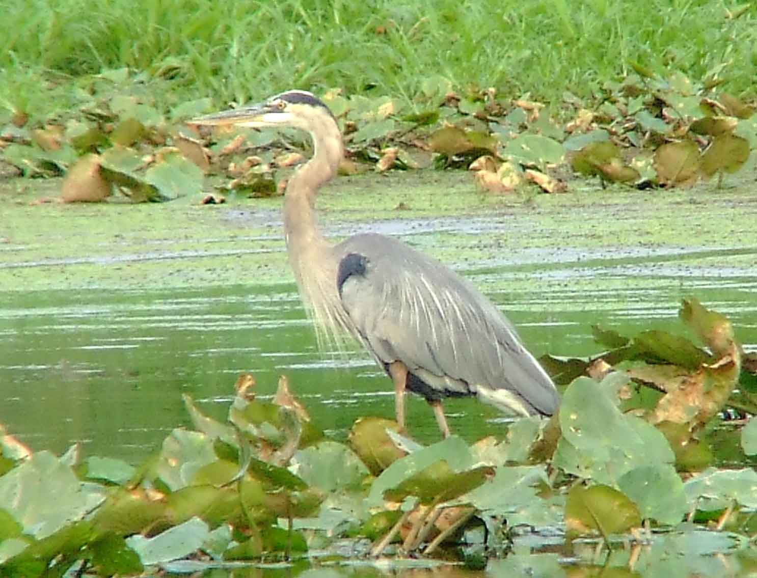 bird watching, C and O Canal, DC, Dick Maley, display, Fuji Digital Camera S9600, Hughes Hollow, Hunting Quarter Road, Marsh, Maryland, MD, Montgomery County, North America, photography, Poolesville, Potomac, Richard Maley, river, USA, Washington, Wetlands, Google Images, Ardea herodias, Great Blue Heron, Kingdom: Animalia, Phylum: Chordata, Class: Aves, Order: Ciconiiformes, Family: Ardeidae, Genus: Ardea, Species: A herodias