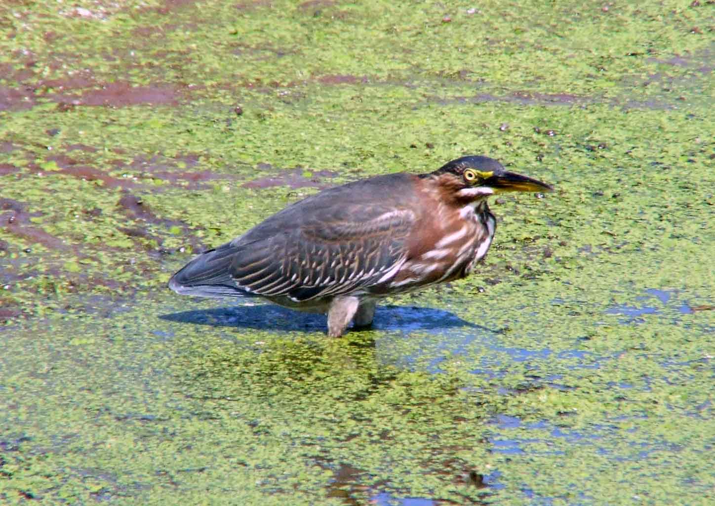 bird watching, C and O Canal, DC, Dick Maley, display, Fuji Digital Camera S9600, Hughes Hollow, Hunting Quarter Road, Marsh, Maryland, MD, Montgomery County, North America, photography, Poolesville, Potomac, Richard Maley, river, USA, Washington, Wetlands, Google Images, Green Heron, Kingdom: Animalia, Phylum: Chordata, Class: Aves, Subclass: Neornithes, Infraclass: Neognathae, Superorder: Neoaves, Order: Ciconiiformes, Family: Ardeidae, Genus: Butorides, Species: B virescens, Butorides virescens