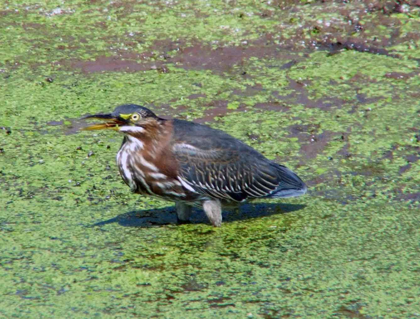 bird watching, C and O Canal, DC, Dick Maley, display, Fuji Digital Camera S9600, Hughes Hollow, Hunting Quarter Road, Marsh, Maryland, MD, Montgomery County, North America, photography, Poolesville, Potomac, Richard Maley, river, USA, Washington, Wetlands, Google Images, Green Heron, Kingdom: Animalia, Phylum: Chordata, Class: Aves, Subclass: Neornithes, Infraclass: Neognathae, Superorder: Neoaves, Order: Ciconiiformes, Family: Ardeidae, Genus: Butorides, Species: B virescens, Butorides virescens