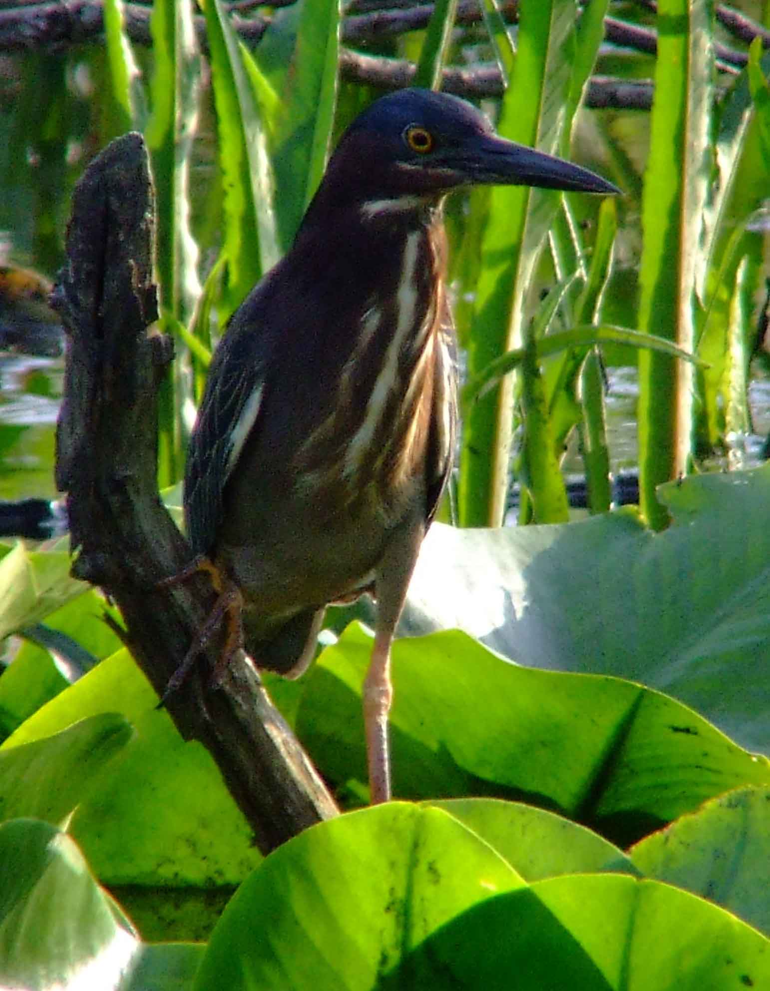 bird watching, C and O Canal, DC, Dick Maley, display, Fuji Digital Camera S9600, Hughes Hollow, Hunting Quarter Road, Marsh, Maryland, MD, Montgomery County, North America, photography, Poolesville, Potomac, Richard Maley, river, USA, Washington, Wetlands, Google Images, Green Heron, Kingdom: Animalia, Phylum: Chordata, Class: Aves, Subclass: Neornithes, Infraclass: Neognathae, Superorder: Neoaves, Order: Ciconiiformes, Family: Ardeidae, Genus: Butorides, Species: B virescens, Butorides virescens