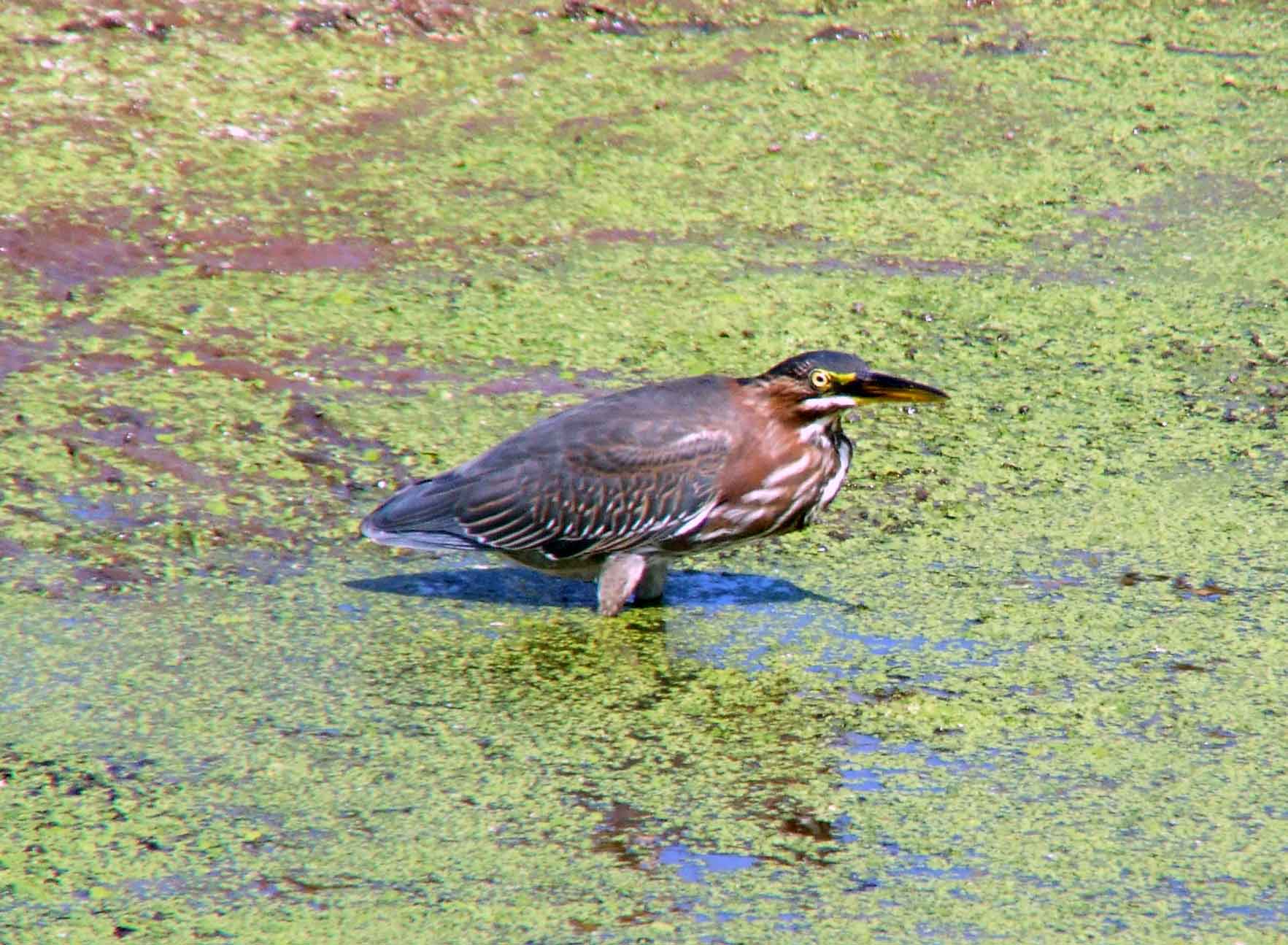 bird watching, C and O Canal, DC, Dick Maley, display, Fuji Digital Camera S9600, Hughes Hollow, Hunting Quarter Road, Marsh, Maryland, MD, Montgomery County, North America, photography, Poolesville, Potomac, Richard Maley, river, USA, Washington, Wetlands, Google Images, Green Heron, Kingdom: Animalia, Phylum: Chordata, Class: Aves, Subclass: Neornithes, Infraclass: Neognathae, Superorder: Neoaves, Order: Ciconiiformes, Family: Ardeidae, Genus: Butorides, Species: B virescens, Butorides virescens