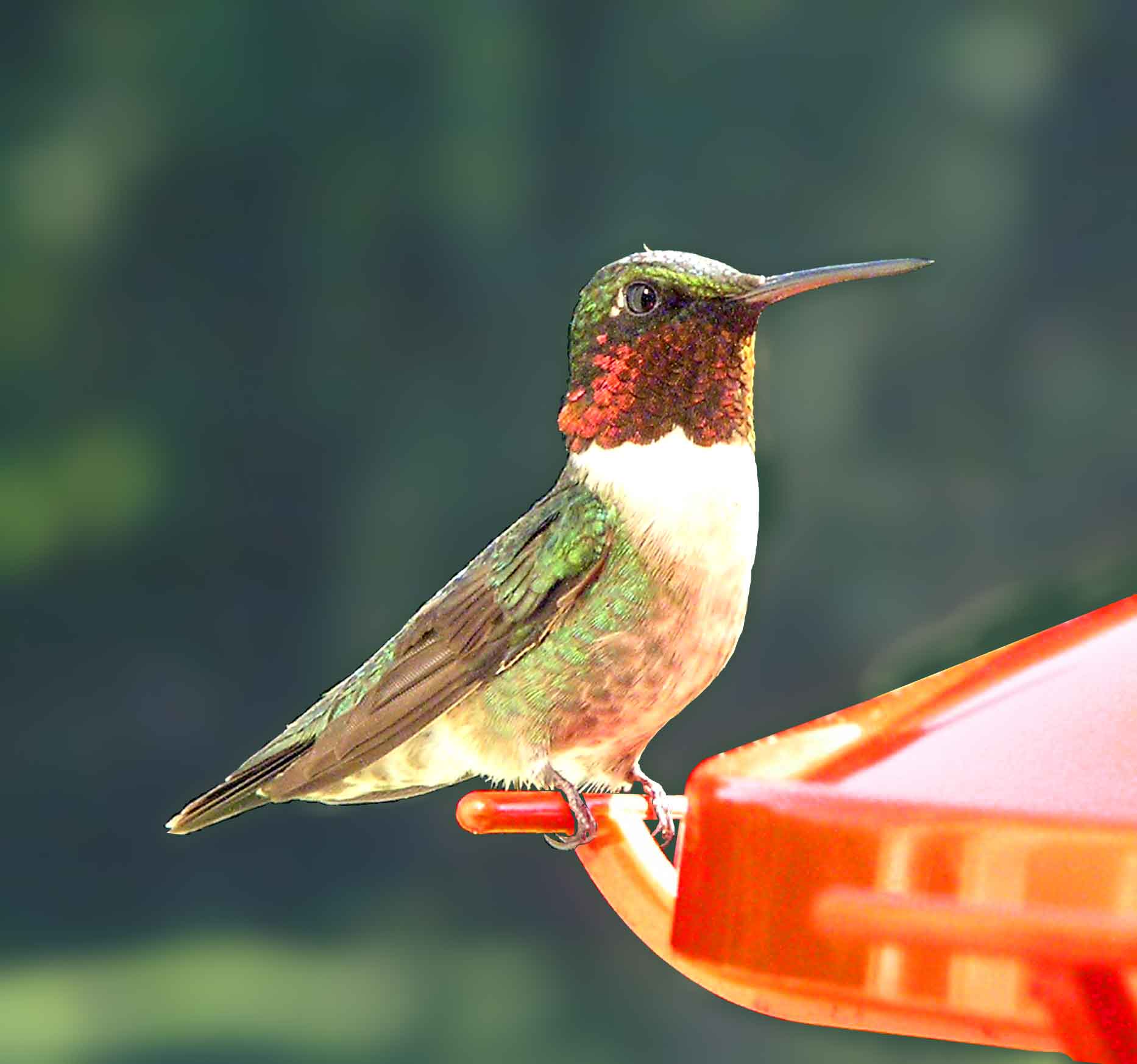 bird watching, C and O Canal, DC, Dick Maley, display, Fuji Digital Camera S9600, Hughes Hollow, Hunting Quarter Road, Marsh, Maryland, MD, Montgomery County, North America, photography, Poolesville, Potomac, Richard Maley, river, USA, Washington, Wetlands, Google Images, Ruby-throated Hummingbird, iridescent ruby red throat, Kingdom: Animalia, Phylum: Chordata, Class: Aves, Order: Apodiformes, Family: Trochilidae, Genus: Archilochus, Species: A colubris, Archilochus colubris