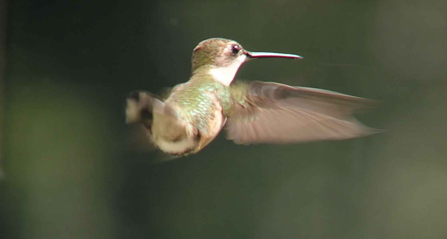 bird watching, C and O Canal, DC, Dick Maley, display, Fuji Digital Camera S9600, Hughes Hollow, Hunting Quarter Road, Marsh, Maryland, MD, Montgomery County, North America, photography, Poolesville, Potomac, Richard Maley, river, USA, Washington, Wetlands, Google Images, Ruby-throated Hummingbird, iridescent ruby red throat, Kingdom: Animalia, Phylum: Chordata, Class: Aves, Order: Apodiformes, Family: Trochilidae, Genus: Archilochus, Species: A colubris, Archilochus colubris