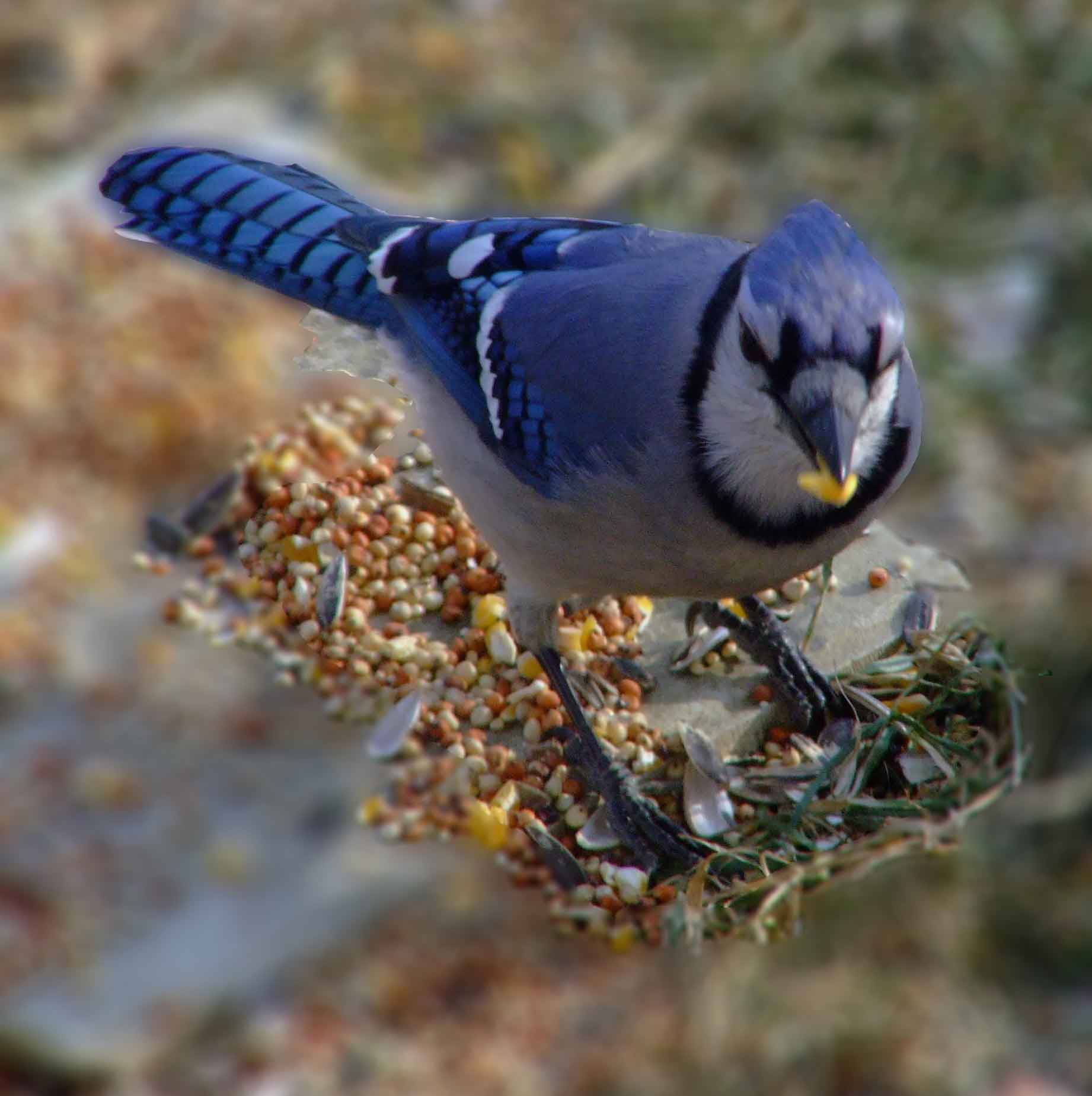 bird watching, C and O Canal, DC, Dick Maley, display, Fuji Digital Camera S9600, Hughes Hollow, Hunting Quarter Road, Marsh, Maryland, MD, Montgomery County, North America, photography, Poolesville, Potomac, Richard Maley, river, USA, Washington, Wetlands, Google Images, Blue Jay, Kingdom: Animalia, Phylum: Chordata, Class: Aves, Subclass: Neornithes, Infraclass: Neognathae, Superorder: Neoaves, Order: Passeriformes, Suborder: Passeri, Superfamily: Corvoidea, Family: Corvidae, Genus: Cyanocitta, Species: C cristata, Cyanocitta cristata