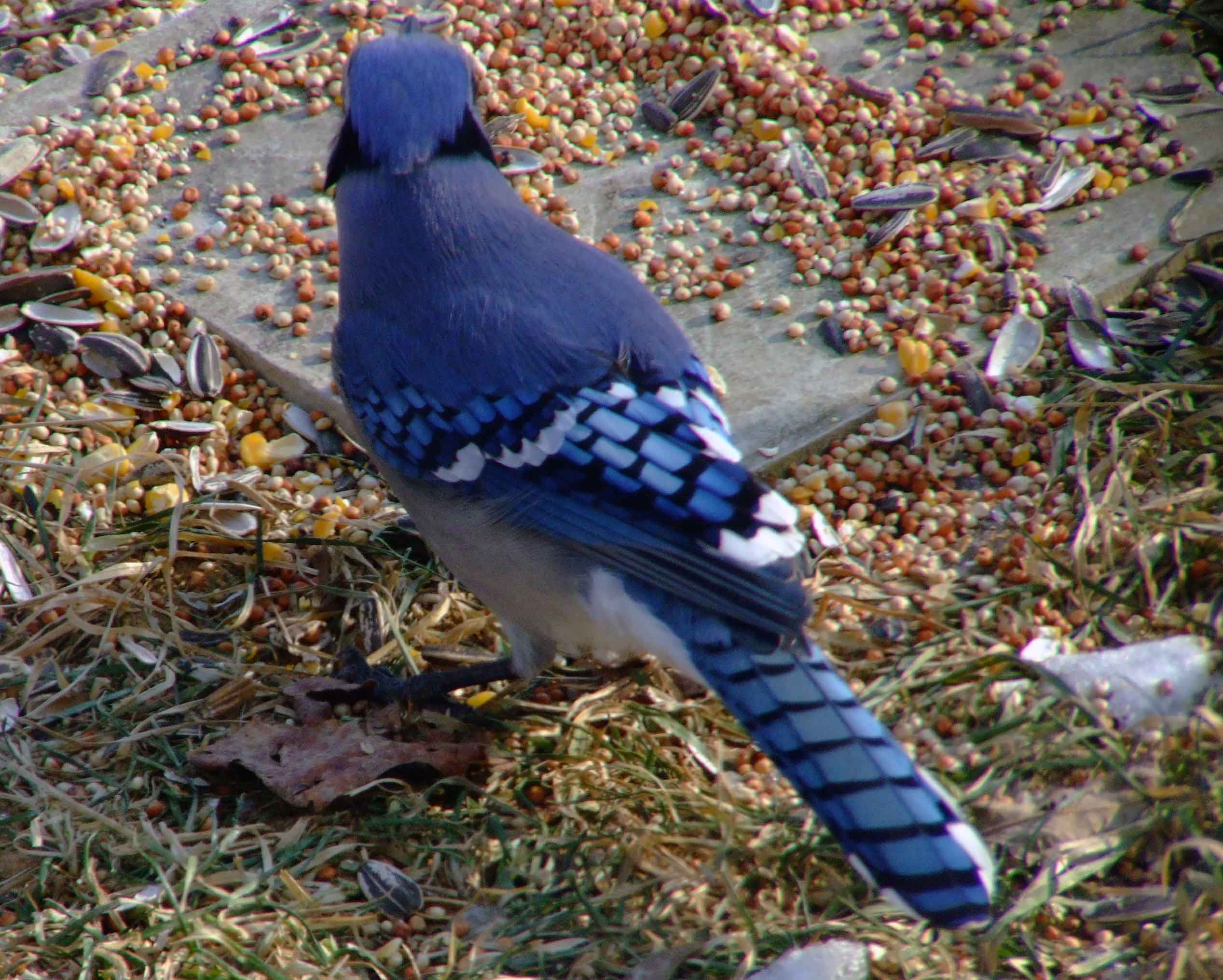 bird watching, C and O Canal, DC, Dick Maley, display, Fuji Digital Camera S9600, Hughes Hollow, Hunting Quarter Road, Marsh, Maryland, MD, Montgomery County, North America, photography, Poolesville, Potomac, Richard Maley, river, USA, Washington, Wetlands, Google Images, Blue Jay, Kingdom: Animalia, Phylum: Chordata, Class: Aves, Subclass: Neornithes, Infraclass: Neognathae, Superorder: Neoaves, Order: Passeriformes, Suborder: Passeri, Superfamily: Corvoidea, Family: Corvidae, Genus: Cyanocitta, Species: C cristata, Cyanocitta cristata