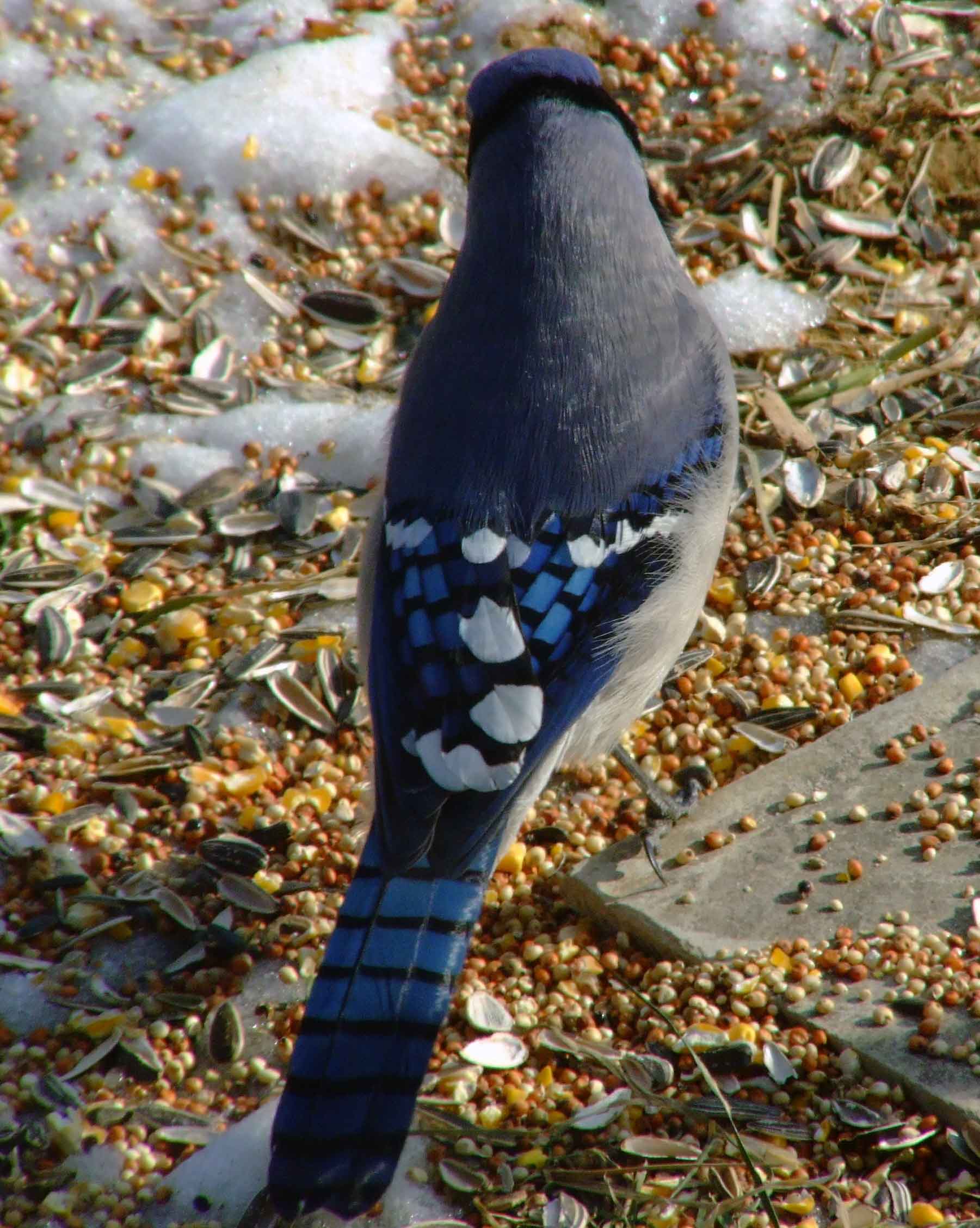 bird watching, C and O Canal, DC, Dick Maley, display, Fuji Digital Camera S9600, Hughes Hollow, Hunting Quarter Road, Marsh, Maryland, MD, Montgomery County, North America, photography, Poolesville, Potomac, Richard Maley, river, USA, Washington, Wetlands, Google Images, Blue Jay, Kingdom: Animalia, Phylum: Chordata, Class: Aves, Subclass: Neornithes, Infraclass: Neognathae, Superorder: Neoaves, Order: Passeriformes, Suborder: Passeri, Superfamily: Corvoidea, Family: Corvidae, Genus: Cyanocitta, Species: C cristata, Cyanocitta cristata