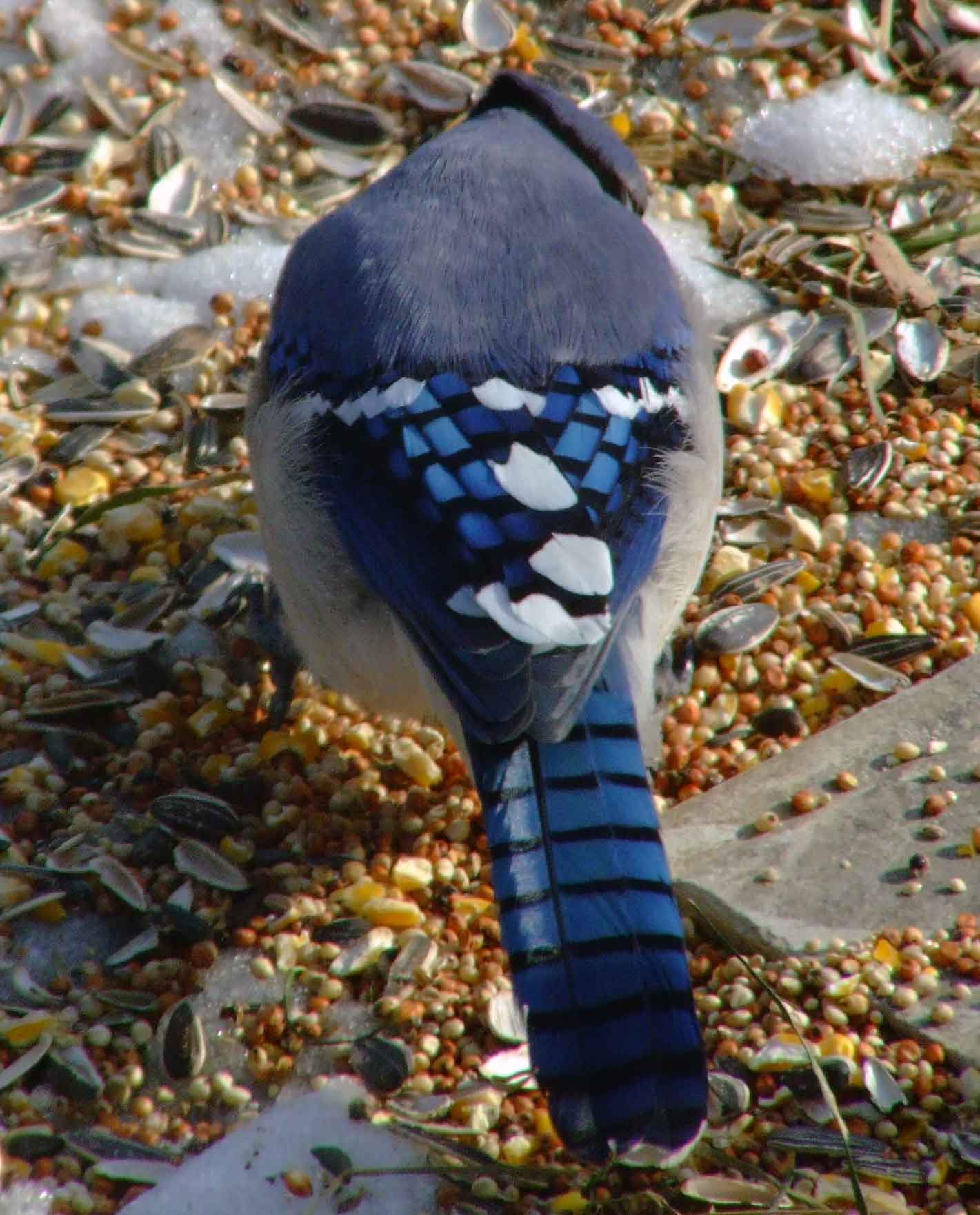 bird watching, C and O Canal, DC, Dick Maley, display, Fuji Digital Camera S9600, Hughes Hollow, Hunting Quarter Road, Marsh, Maryland, MD, Montgomery County, North America, photography, Poolesville, Potomac, Richard Maley, river, USA, Washington, Wetlands, Google Images, Blue Jay, Kingdom: Animalia, Phylum: Chordata, Class: Aves, Subclass: Neornithes, Infraclass: Neognathae, Superorder: Neoaves, Order: Passeriformes, Suborder: Passeri, Superfamily: Corvoidea, Family: Corvidae, Genus: Cyanocitta, Species: C cristata, Cyanocitta cristata