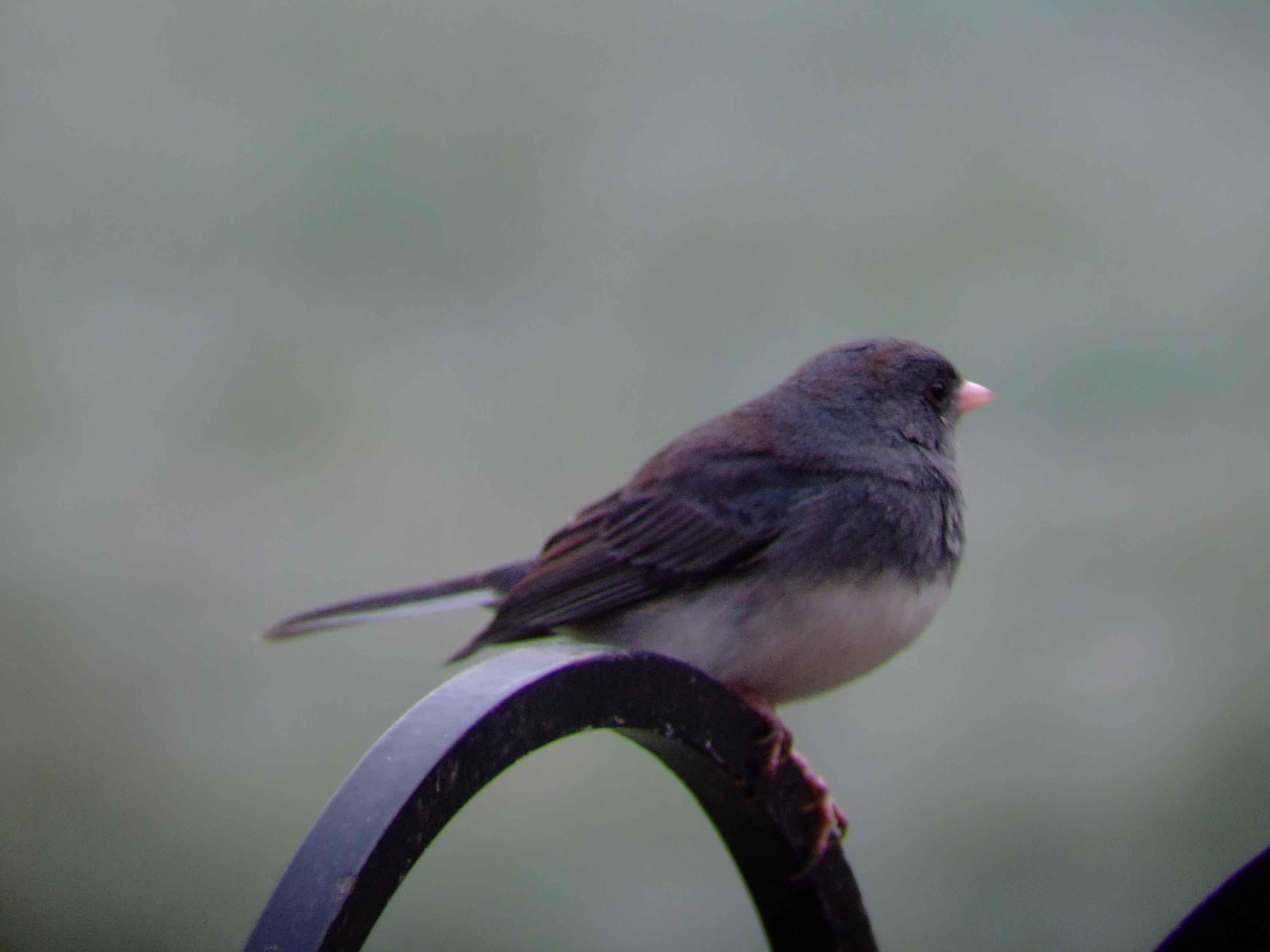 binoculars, bird watching, C&O Canal, camera, Class:Aves, dark-eyed junco, DC, Dick Maley, digiscoping, display, focus, Fuji Digital Camera S9600, hiking, Hughes Hollow, Hunting Quarter Road, in focus, Marsh, Maryland, mating, MD, Montgomery County, nature, North America, photography, photoshop, Poolesville, Potomac, Potomac Maryland, refractor, resolution, Richard Maley, ritual, river, sharp, telephoto, telescope, USA, Washington, Wetlands