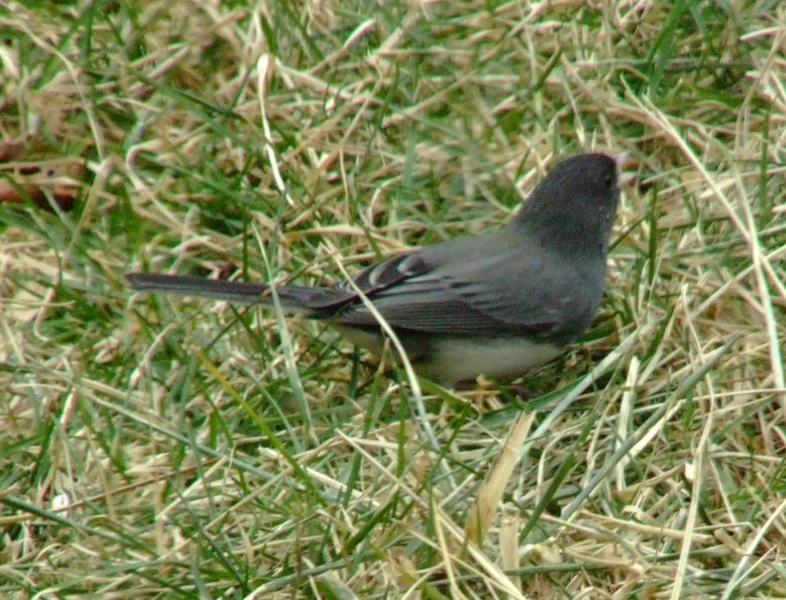 binoculars, bird watching, C&O Canal, camera, Class:Aves, dark-eyed junco, DC, Dick Maley, digiscoping, display, focus, Fuji Digital Camera S9600, hiking, Hughes Hollow, Hunting Quarter Road, in focus, Marsh, Maryland, mating, MD, Montgomery County, nature, North America, photography, photoshop, Poolesville, Potomac, Potomac Maryland, refractor, resolution, Richard Maley, ritual, river, sharp, telephoto, telescope, USA, Washington, Wetlands