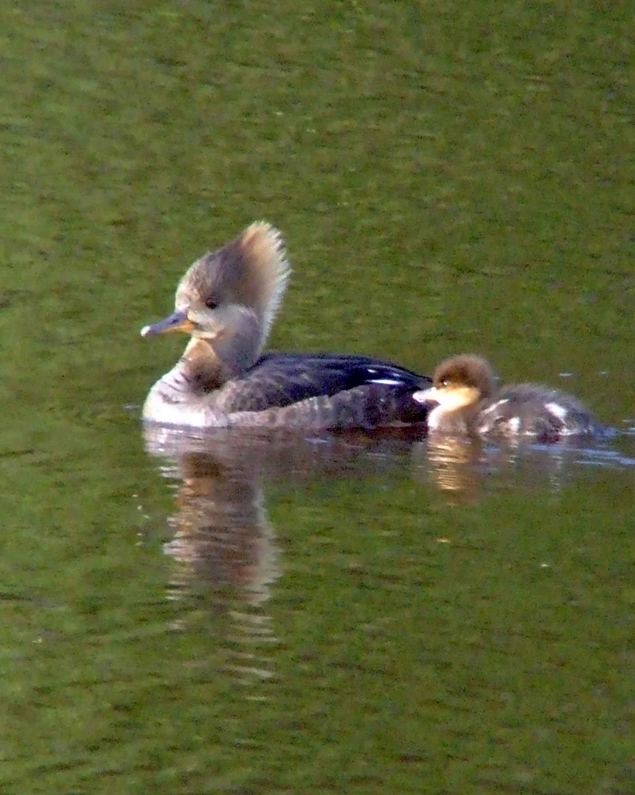 bird watching, C and O Canal, DC, Dick Maley, display, Fuji Digital Camera S9600, Hughes Hollow, Hunting Quarter Road, Marsh, Maryland, MD, Montgomery County, North America, photography, Poolesville, Potomac, Richard Maley, river, USA, Washington, Wetlands, Google Images, Hooded Merganser (female), Kingdom: Animalia, Phylum: Chordata, Class: Aves, Order: Anseriformes, Family: Anatidae, Genus: Lophodytes, Species: L cucullatus, Lophodytes cucullatus