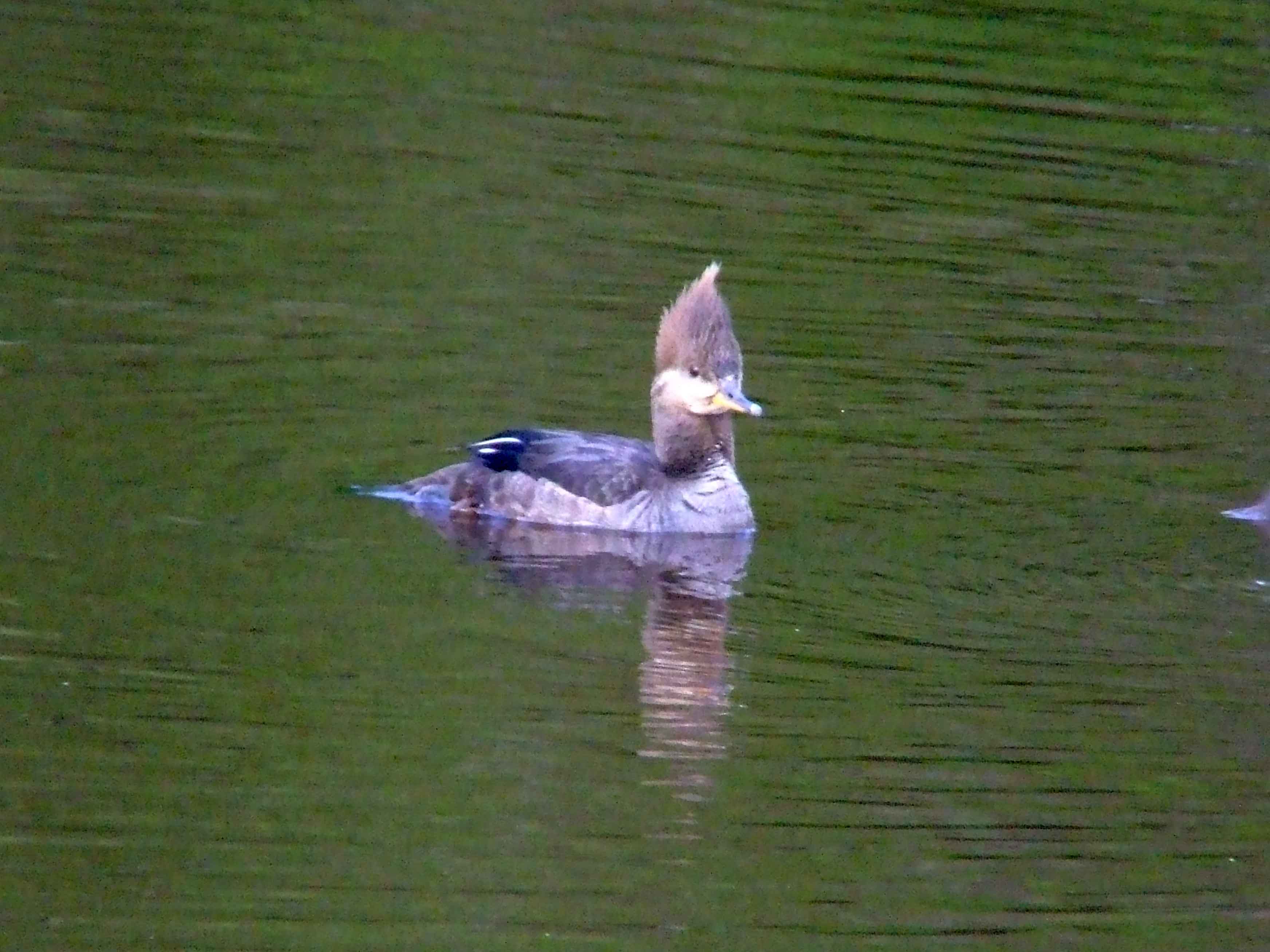 bird watching, C and O Canal, DC, Dick Maley, display, Fuji Digital Camera S9600, Hughes Hollow, Hunting Quarter Road, Marsh, Maryland, MD, Montgomery County, North America, photography, Poolesville, Potomac, Richard Maley, river, USA, Washington, Wetlands, Google Images, Hooded Merganser (female), Kingdom: Animalia, Phylum: Chordata, Class: Aves, Order: Anseriformes, Family: Anatidae, Genus: Lophodytes, Species: L cucullatus, Lophodytes cucullatus