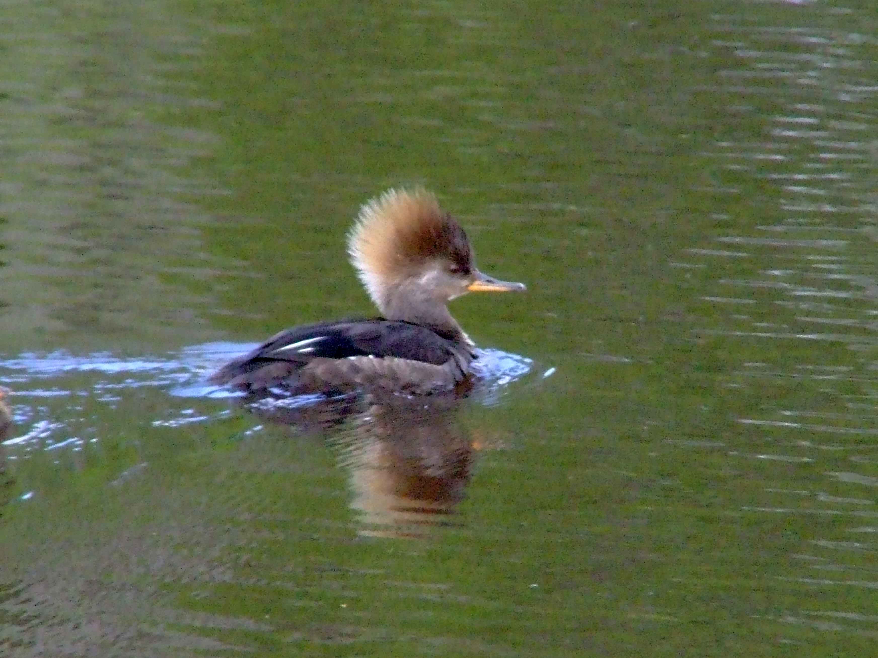 bird watching, C and O Canal, DC, Dick Maley, display, Fuji Digital Camera S9600, Hughes Hollow, Hunting Quarter Road, Marsh, Maryland, MD, Montgomery County, North America, photography, Poolesville, Potomac, Richard Maley, river, USA, Washington, Wetlands, Google Images, Hooded Merganser (female), Kingdom: Animalia, Phylum: Chordata, Class: Aves, Order: Anseriformes, Family: Anatidae, Genus: Lophodytes, Species: L cucullatus, Lophodytes cucullatus