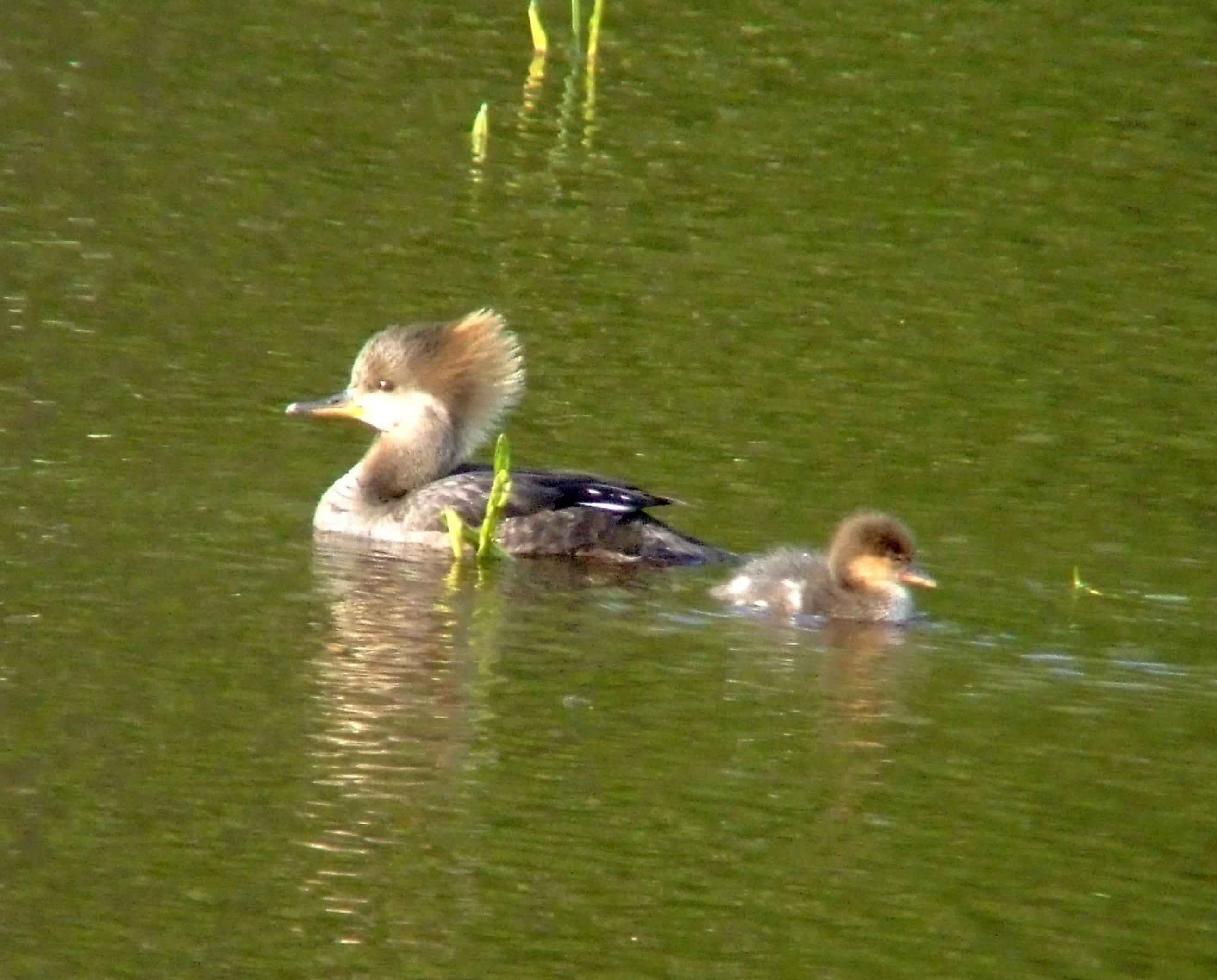 bird watching, C and O Canal, DC, Dick Maley, display, Fuji Digital Camera S9600, Hughes Hollow, Hunting Quarter Road, Marsh, Maryland, MD, Montgomery County, North America, photography, Poolesville, Potomac, Richard Maley, river, USA, Washington, Wetlands, Google Images, Hooded Merganser (female), Kingdom: Animalia, Phylum: Chordata, Class: Aves, Order: Anseriformes, Family: Anatidae, Genus: Lophodytes, Species: L cucullatus, Lophodytes cucullatus