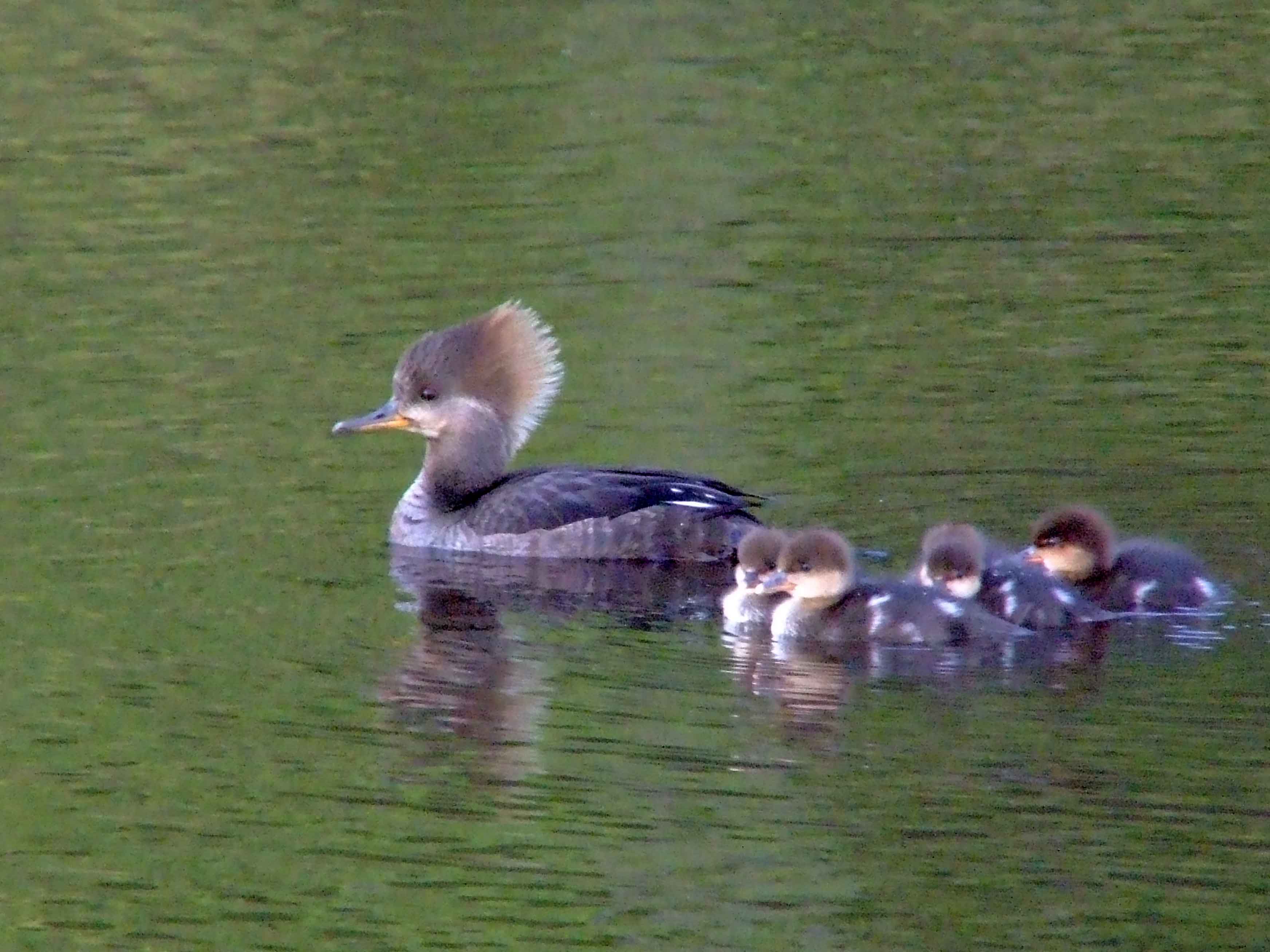 bird watching, C and O Canal, DC, Dick Maley, display, Fuji Digital Camera S9600, Hughes Hollow, Hunting Quarter Road, Marsh, Maryland, MD, Montgomery County, North America, photography, Poolesville, Potomac, Richard Maley, river, USA, Washington, Wetlands, Google Images, Hooded Merganser (female), Kingdom: Animalia, Phylum: Chordata, Class: Aves, Order: Anseriformes, Family: Anatidae, Genus: Lophodytes, Species: L cucullatus, Lophodytes cucullatus