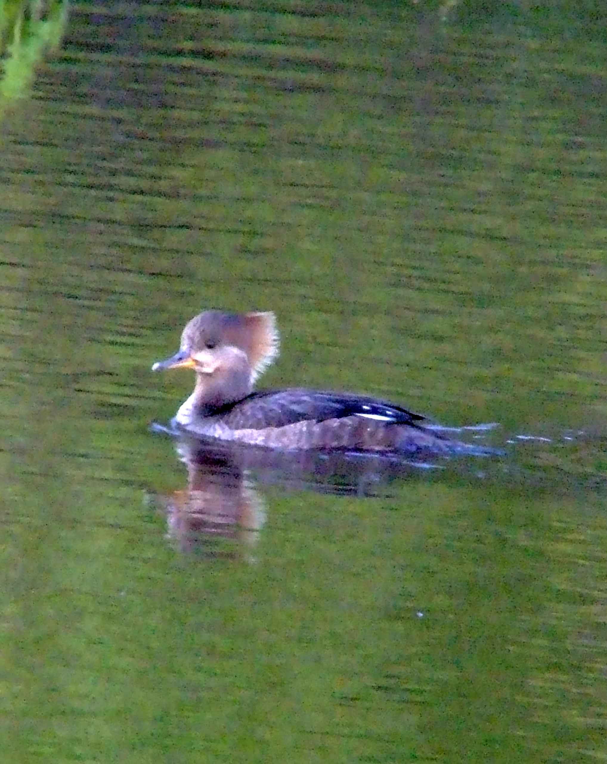 bird watching, C and O Canal, DC, Dick Maley, display, Fuji Digital Camera S9600, Hughes Hollow, Hunting Quarter Road, Marsh, Maryland, MD, Montgomery County, North America, photography, Poolesville, Potomac, Richard Maley, river, USA, Washington, Wetlands, Google Images, Hooded Merganser (female), Kingdom: Animalia, Phylum: Chordata, Class: Aves, Order: Anseriformes, Family: Anatidae, Genus: Lophodytes, Species: L cucullatus, Lophodytes cucullatus