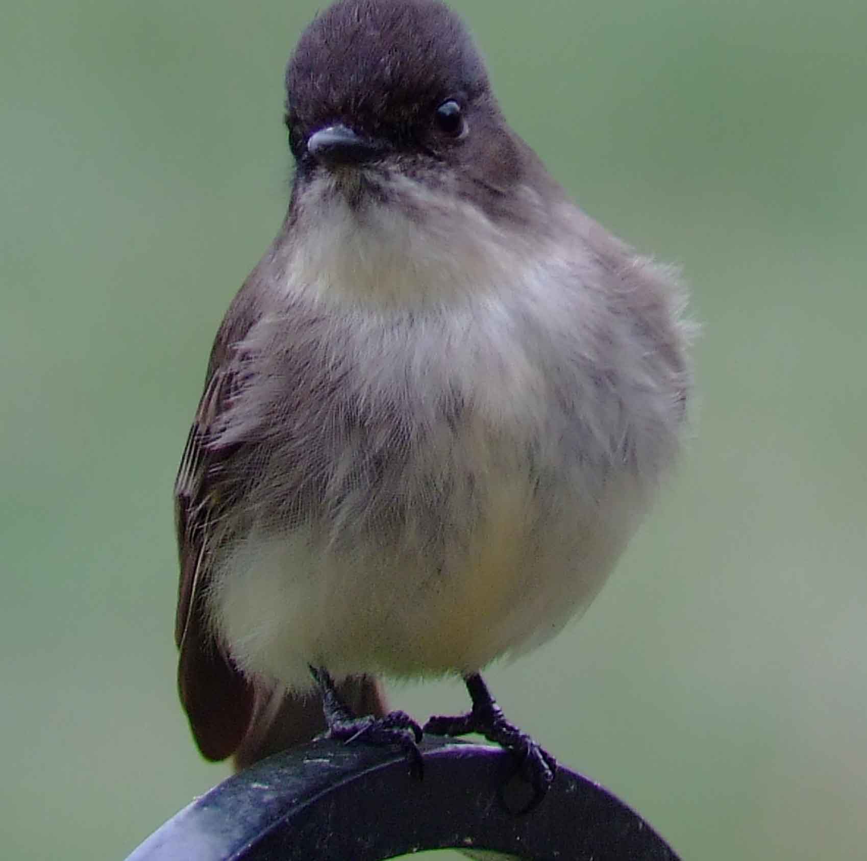 art, binoculars, bird, bird watching, birder, birdwatching, C and O Canal, C&O Canal, camera, camping, Class: Aves, Dark grayish brown back and head, DC, Dick Maley, digiscoping, Digital Camera, Eastern Phoebe, fee-bee, first banded bird in North America, Fuji Digital Camera S9600, Google Images, hiking, Hughes Hollow, Hunting Quarter Road, images, information, John James Audubon, Lighter underparts, loner, Marsh, Maryland, mating, MD, Montgomery County, nature, No eyering or conspicuous wingbars, North America, photo, photograph, photography, Photoshop, picture, Poolesville, Potomac, Potomac Maryland, refractor, Richard Maley, river, Sexes alike, Small songbird, species, telephoto, telescope, USA, Wags tail, Washington, Wetlands