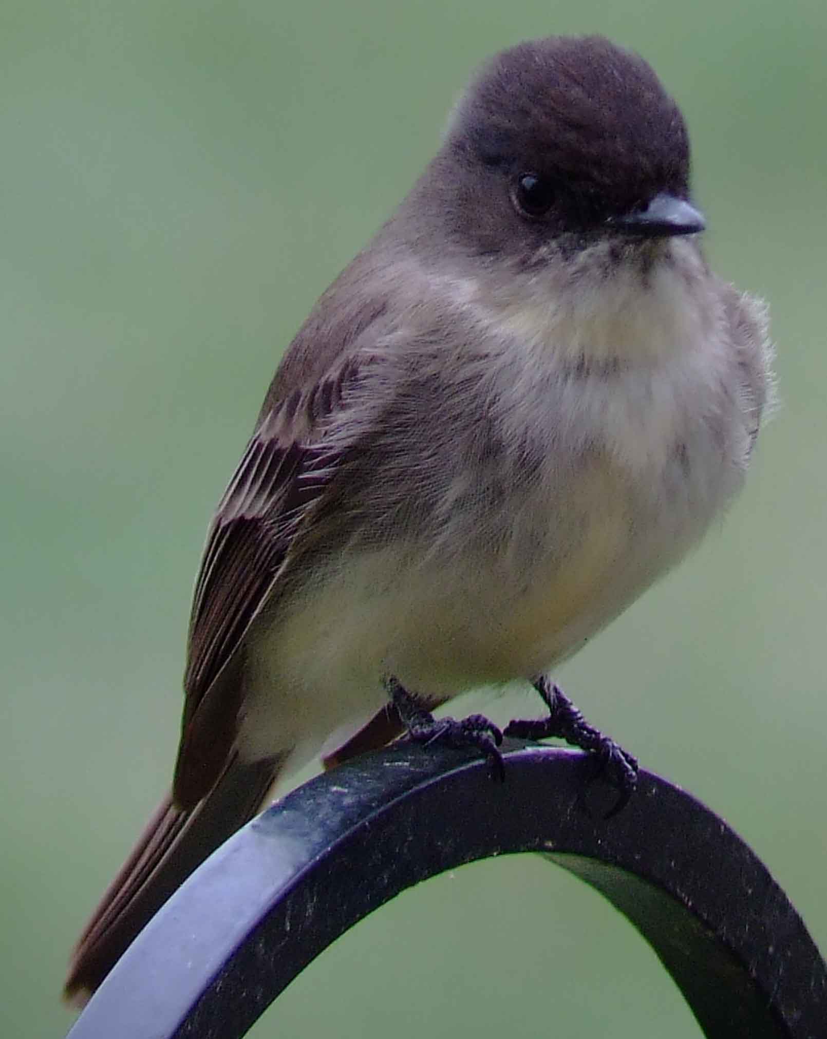 art, binoculars, bird, bird watching, birder, birdwatching, C and O Canal, C&O Canal, camera, camping, Class: Aves, Dark grayish brown back and head, DC, Dick Maley, digiscoping, Digital Camera, Eastern Phoebe, fee-bee, first banded bird in North America, Fuji Digital Camera S9600, Google Images, hiking, Hughes Hollow, Hunting Quarter Road, images, information, John James Audubon, Lighter underparts, loner, Marsh, Maryland, mating, MD, Montgomery County, nature, No eyering or conspicuous wingbars, North America, photo, photograph, photography, Photoshop, picture, Poolesville, Potomac, Potomac Maryland, refractor, Richard Maley, river, Sexes alike, Small songbird, species, telephoto, telescope, USA, Wags tail, Washington, Wetlands